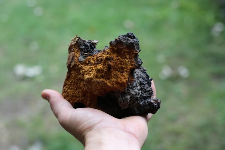 Chunk of Chaga foraged by Vincent Dumoulin, Cedar and Gold