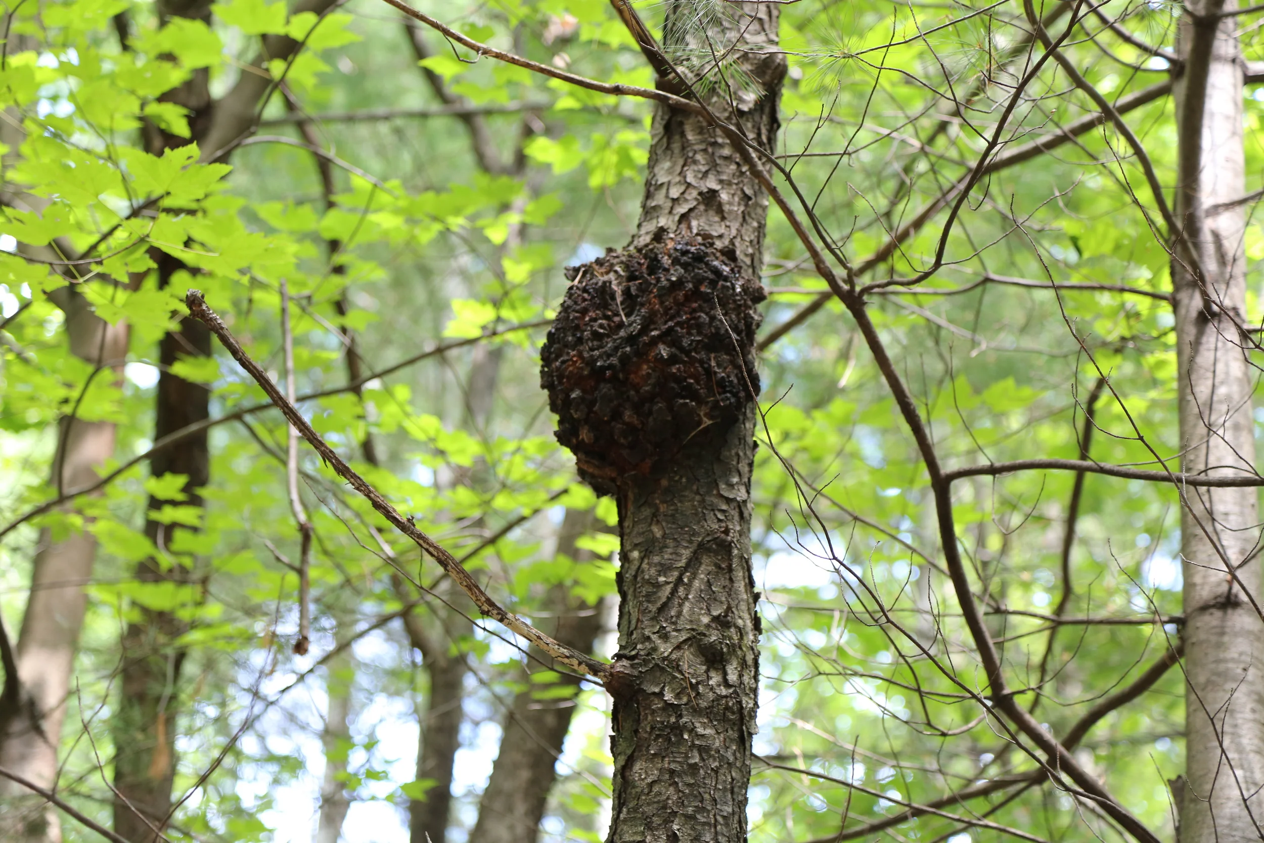 Foraging in Quebec, Canada. Photo by Vincent Dumoulin, Cedar and Gold