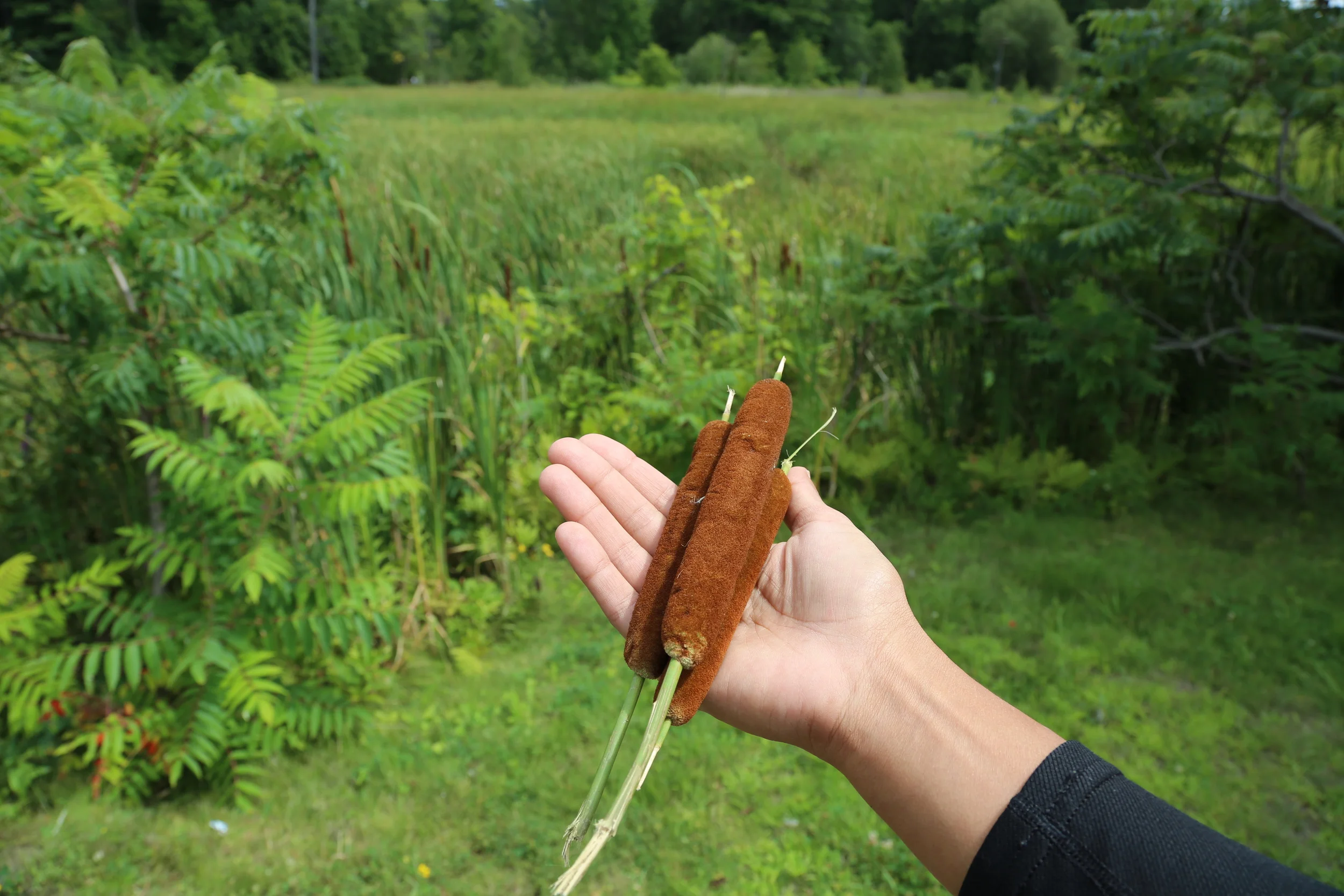 Cattails are the supermarket of the wilds.