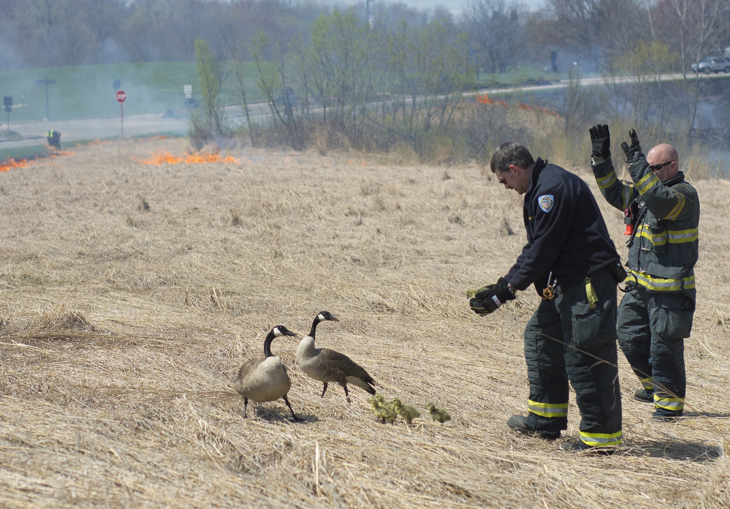 Two firefighters from the Kent Fire Department help a family of geese out of the prairie grass being burned behind the Student Recreation and Wellness Center on April 28, 2015. The controlled prairie fire is done annually by the fire department to naturally control the growth of the prairie grasses.