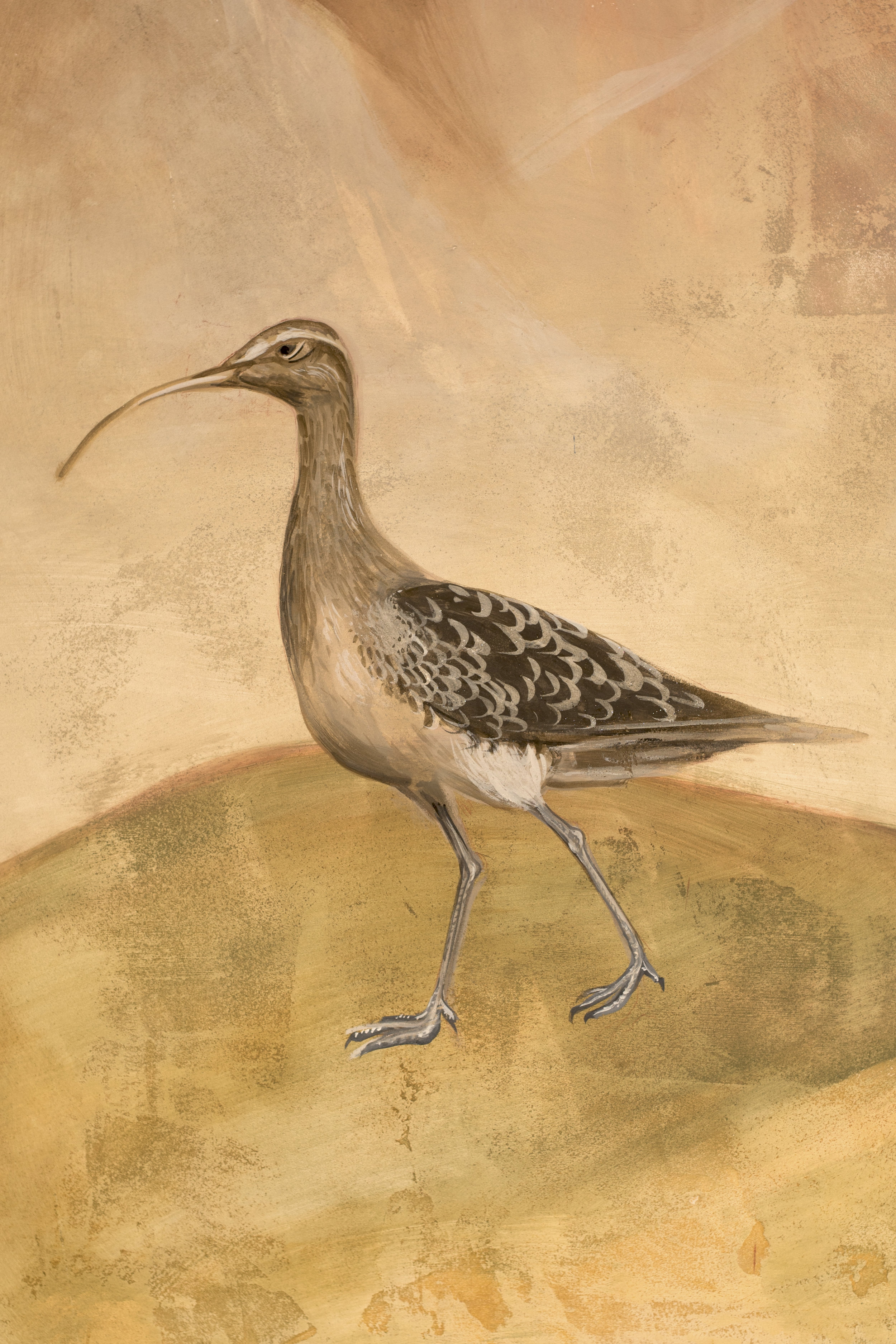 A curlew. Anyone who has roamed on the Moors around Lancashire will be familiar with its haunting call.
