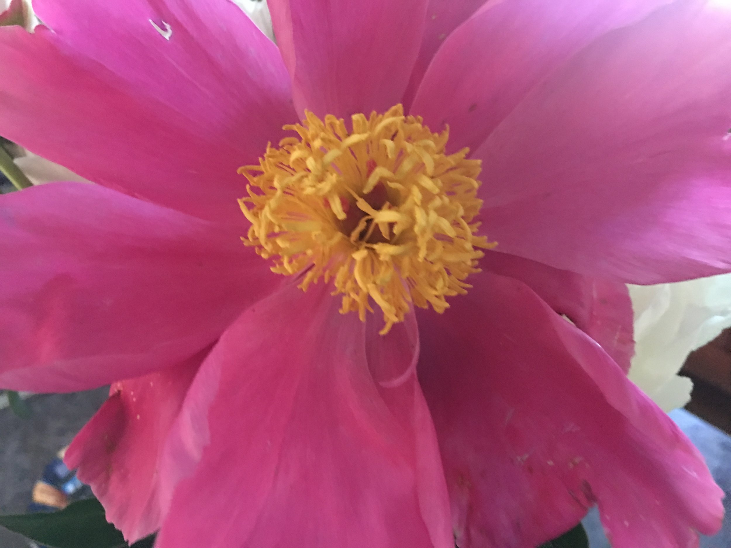 pink flower with yellow.JPG