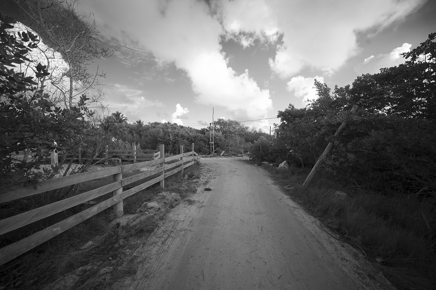 DSC00546 copy_bw.png