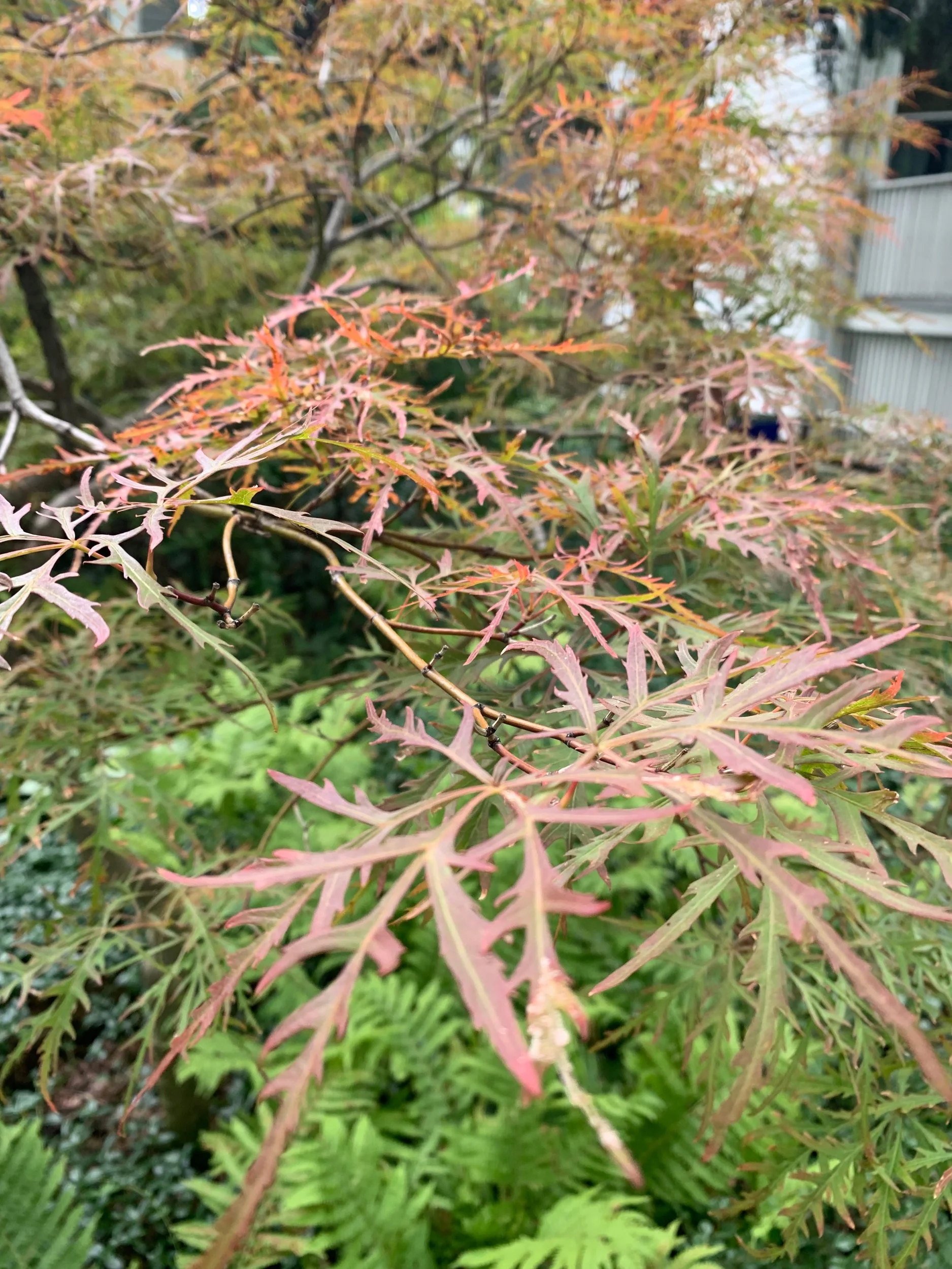 Trees are my favorite plants. Day 1 of 30. #30DayNatureChallenge