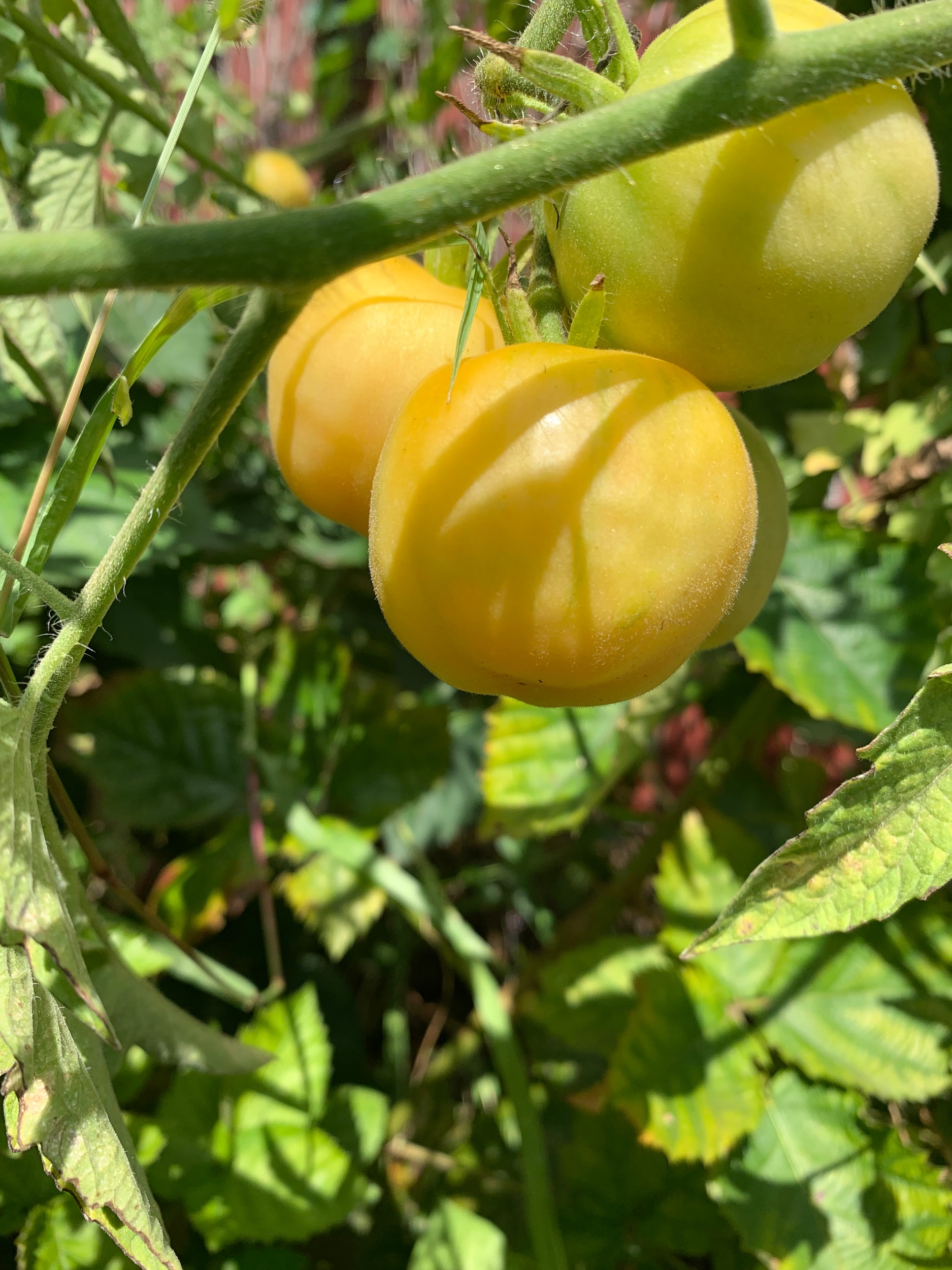 These pretty (and delicious) tomatoes growing in my backyard. #30daynaturechallenge