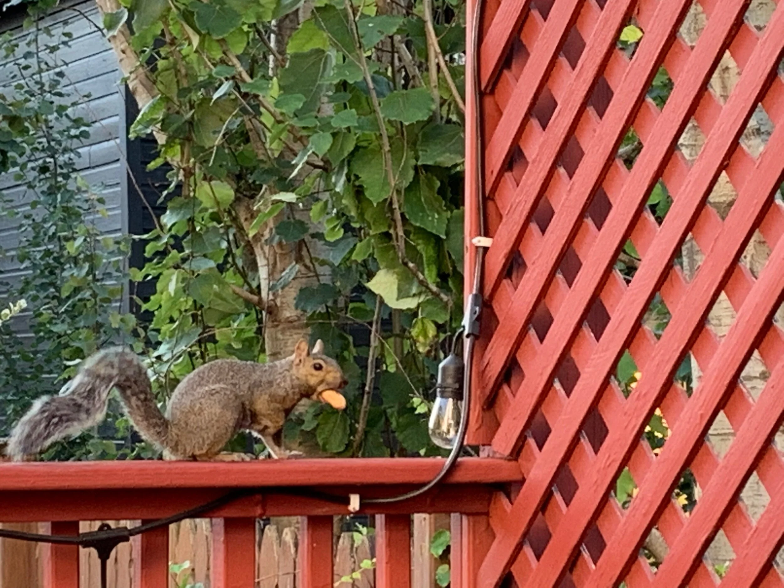 This squirrel and I have been going at it for weeks. My husband is starting to get concerned. 🐿 better stay away from my 🍅 plants because they’re on their last days! 😭 #30daynaturechallenge