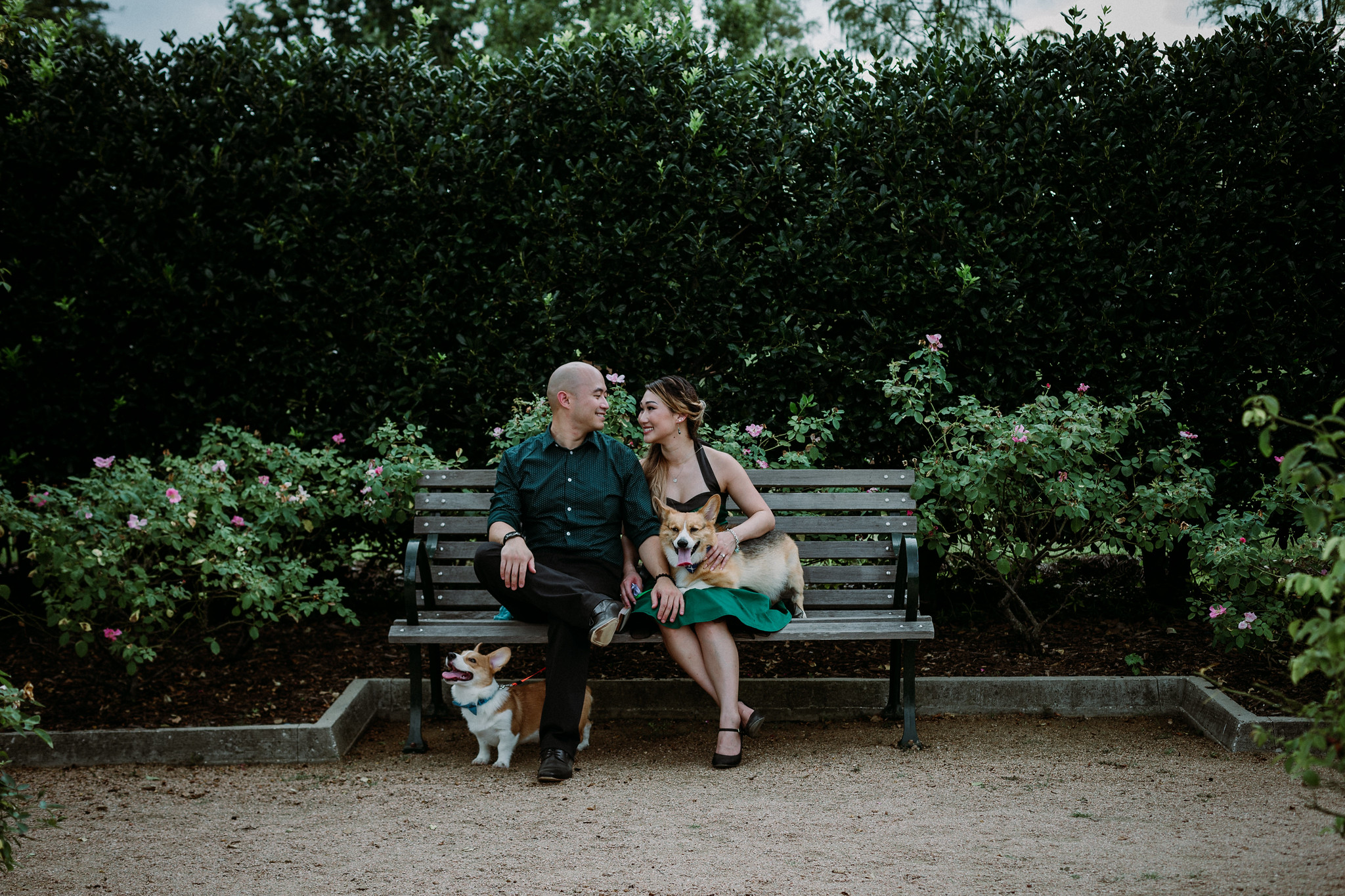 Engagement Photo Session with two cute corgis at McGovern Centennial Gardens (Houston, TX)