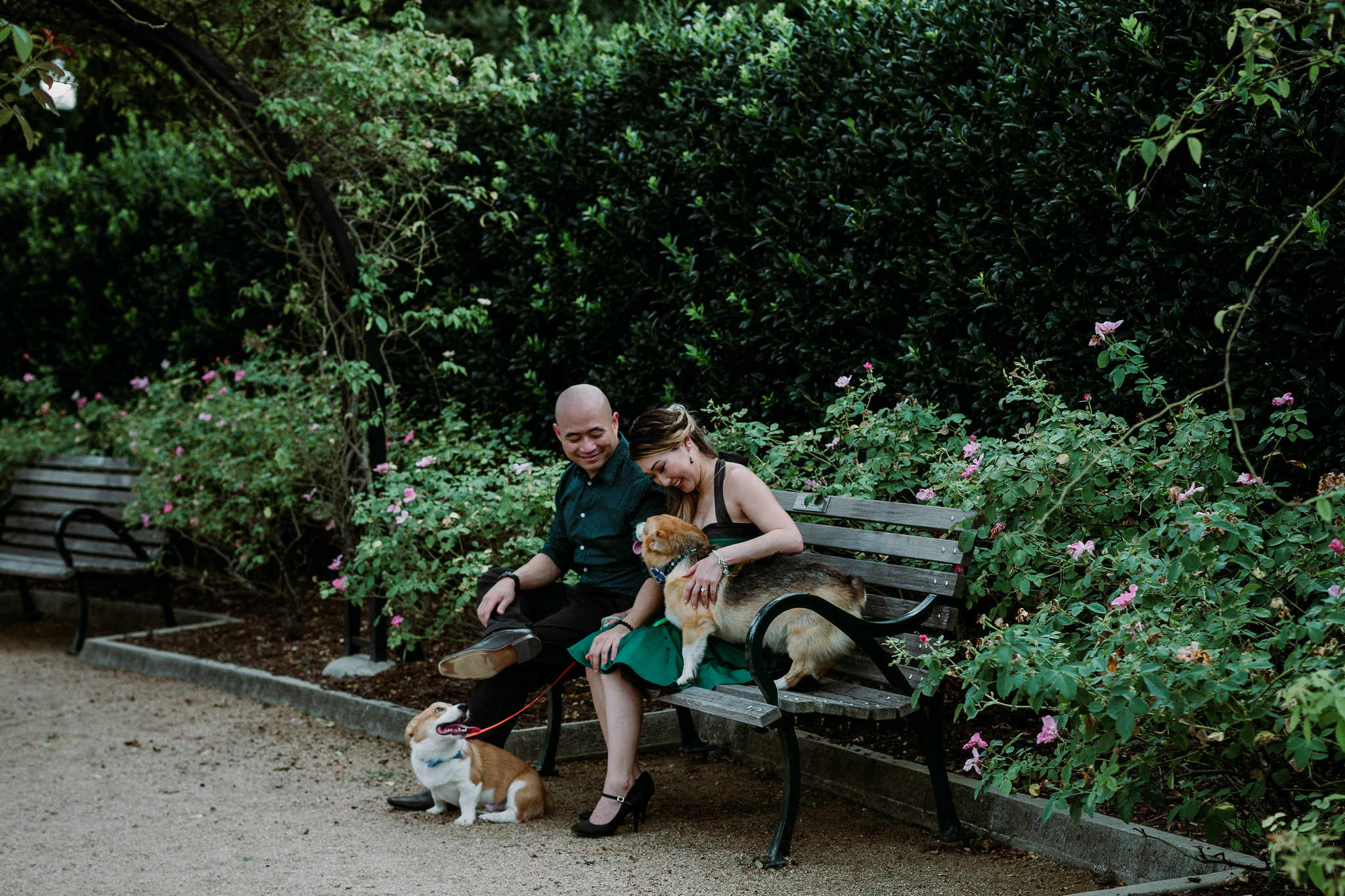 Engagement Photo Session with two cute corgis at McGovern Centennial Gardens (Houston, TX)