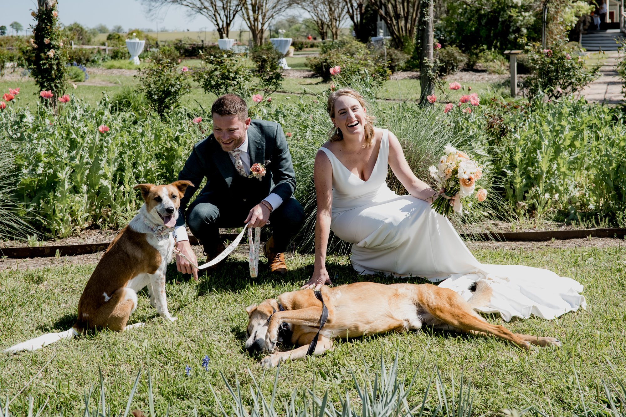 Bride and groom fun portraits with their dogs. Wedding at Antique Rose Emporium