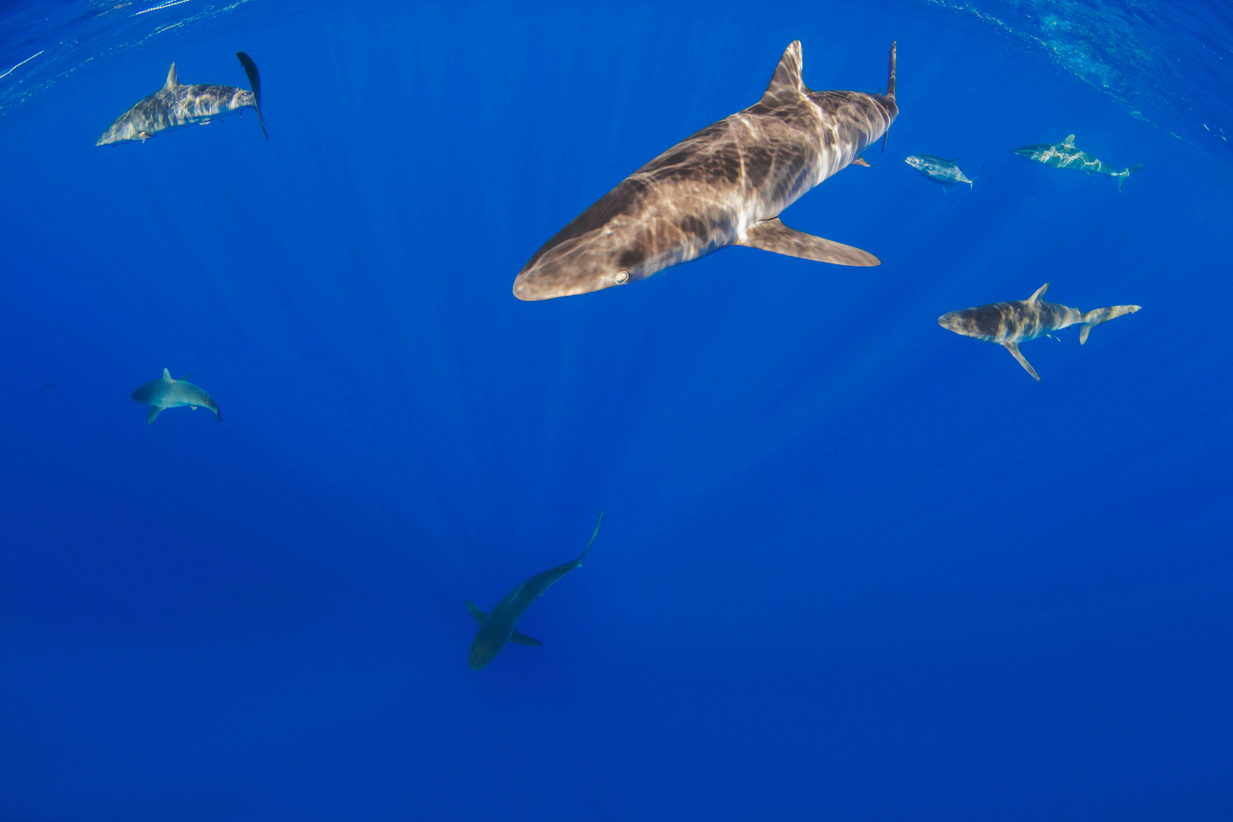 Silky Sharks - Annie Guttridge.jpg