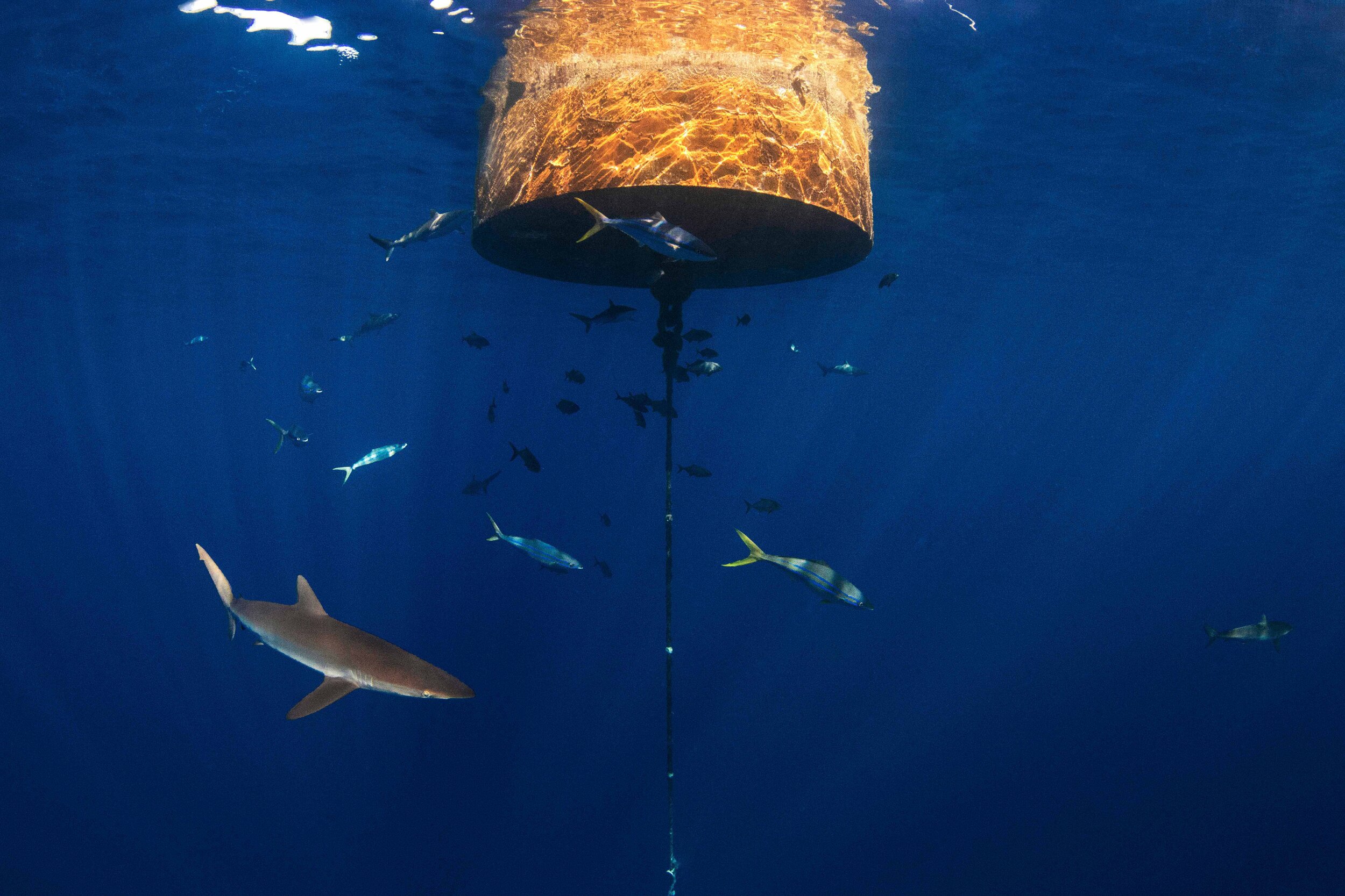 Silky Shark at FAD - Annie Guttridge.jpg