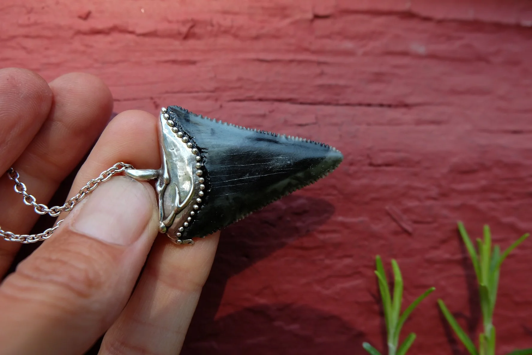 Branching Out - Fossil White Shark Tooth Pendant