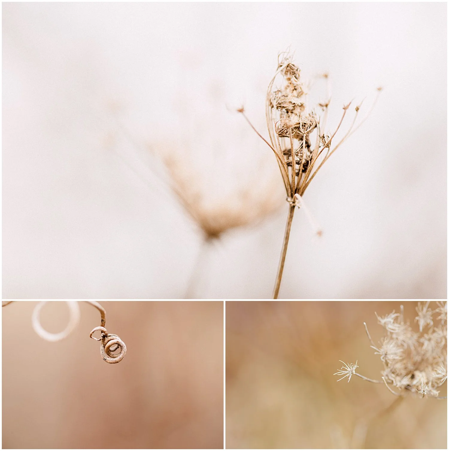 Greensburg PA Photographer | Winter Macro Photo Walk