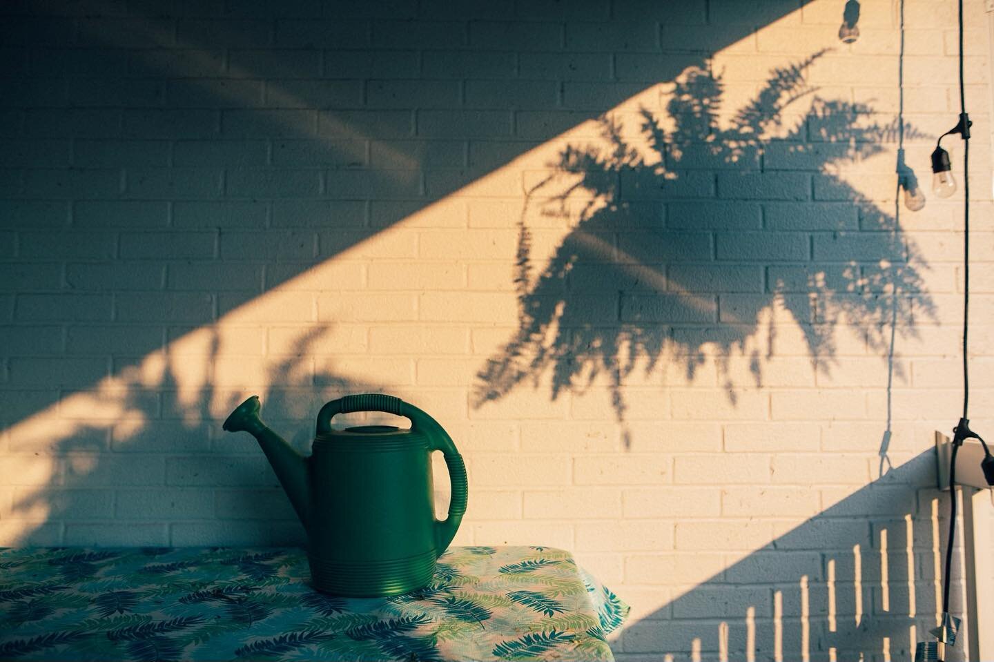 When it comes to summer light at my house, the porch in the morning is where it&rsquo;s at. 🌱 #clickcommunityhunt21 #frontporch .
.
.
.
#clickpromaster #clickpro #clickcommunity  #womencapturemagic #creativephotographynetwork #nikonnofilter #illumin