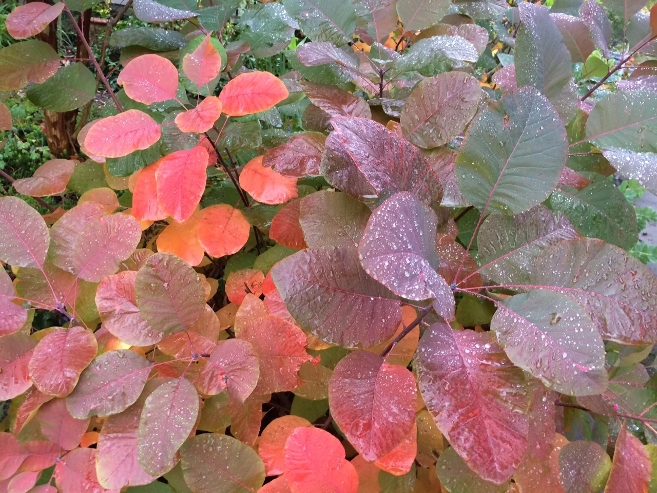 foliage.JPG