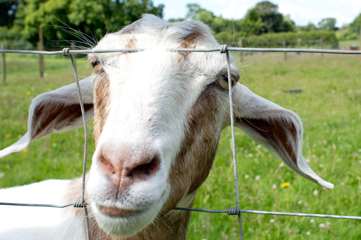 We met a goat. Harrison decided to call him Bob.