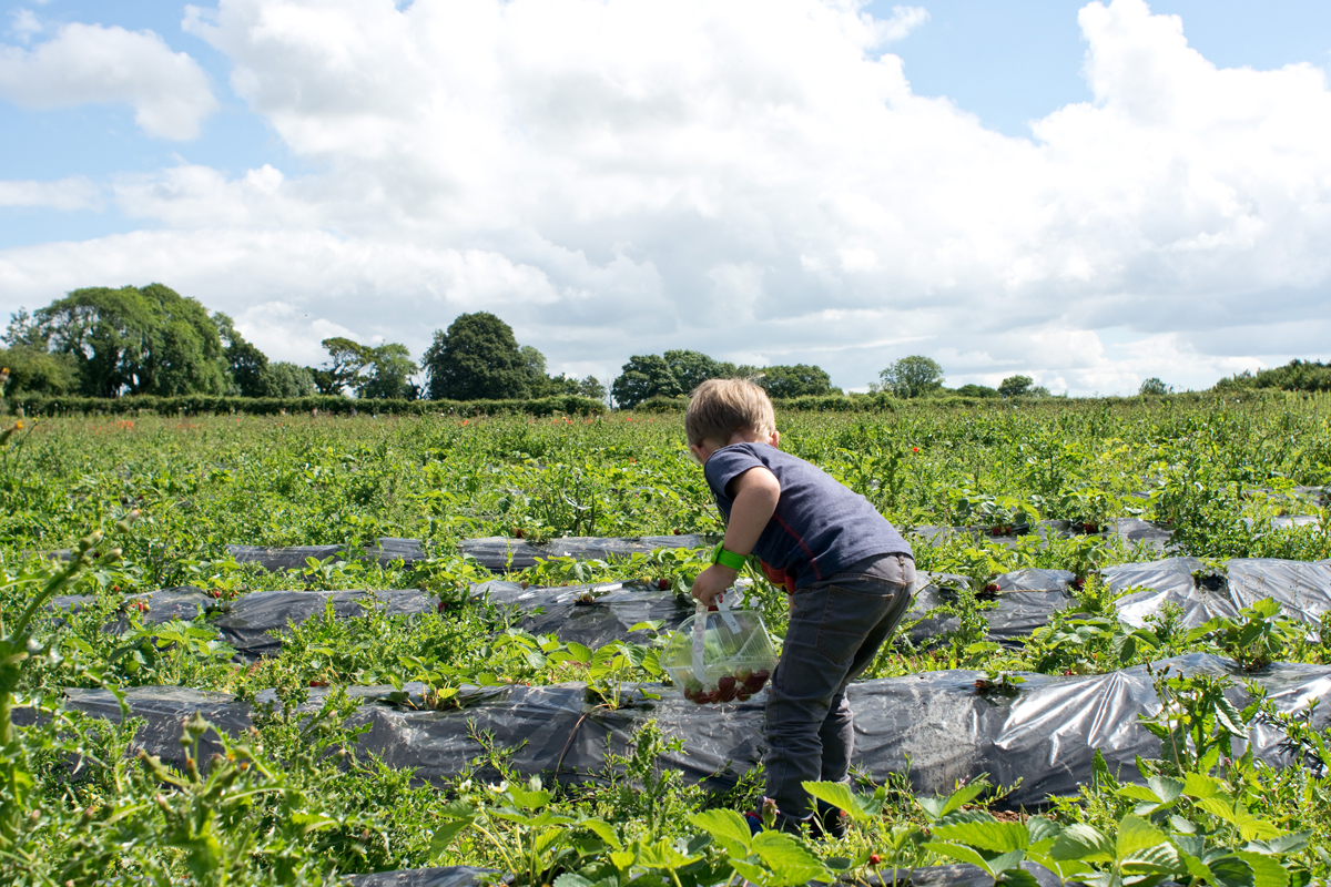 Picking strawberries. As you can see there are plenty. 