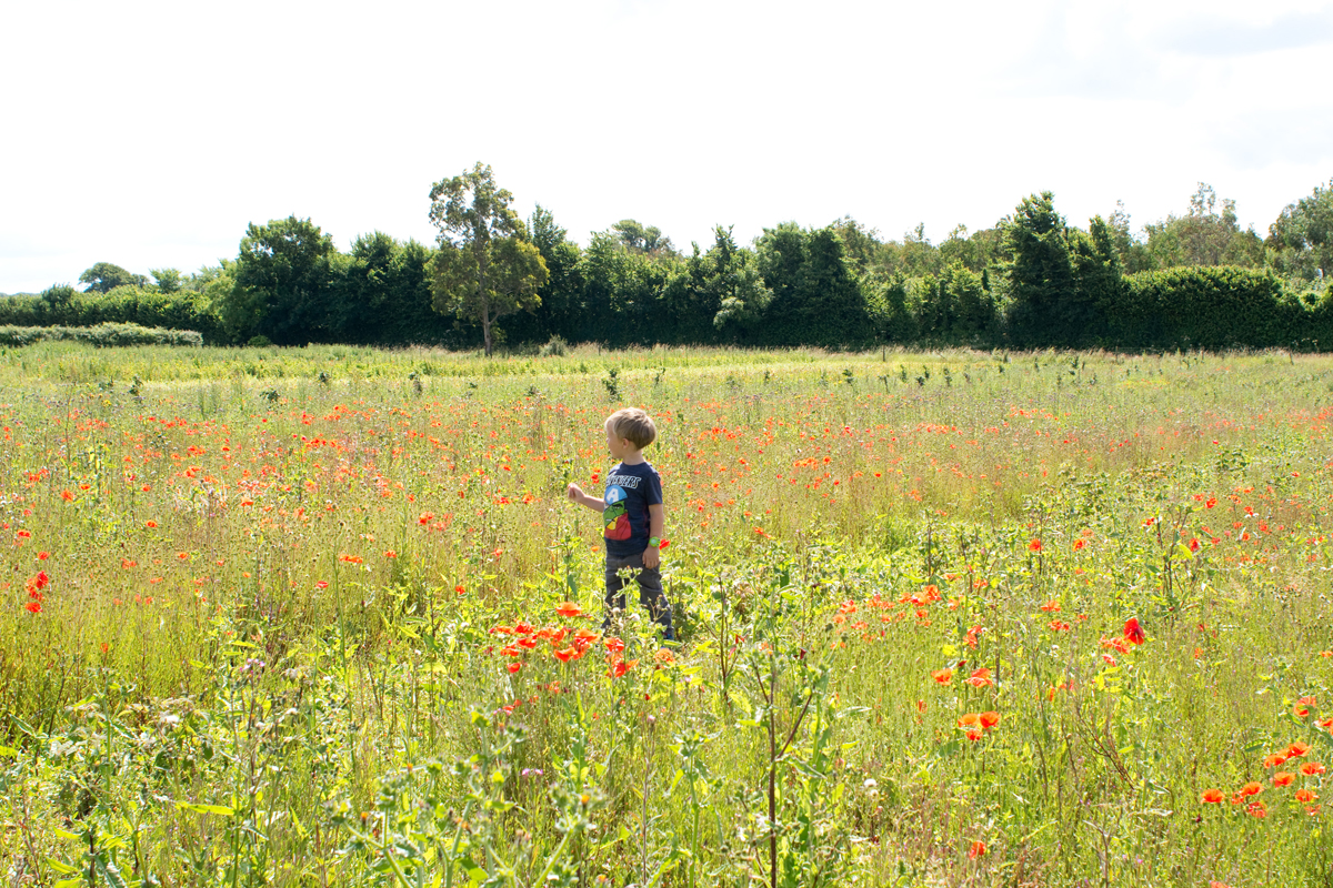 A beautiful poppy patch.