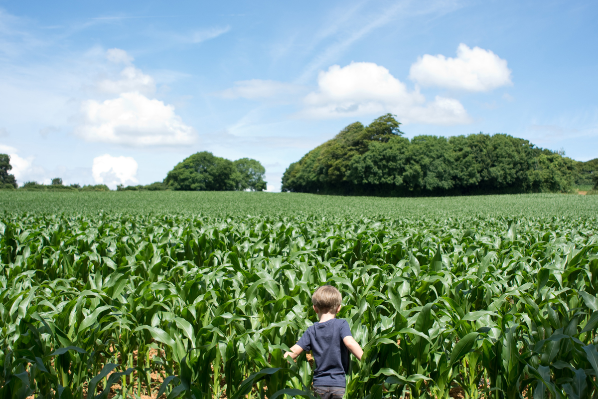 and a magical mystical doorway (Harry's choice of words) through the bushes to a never ending field. I was a little scared that I would soon lose Harry, so It wasn't long before I called him back. Much to his despair. 
