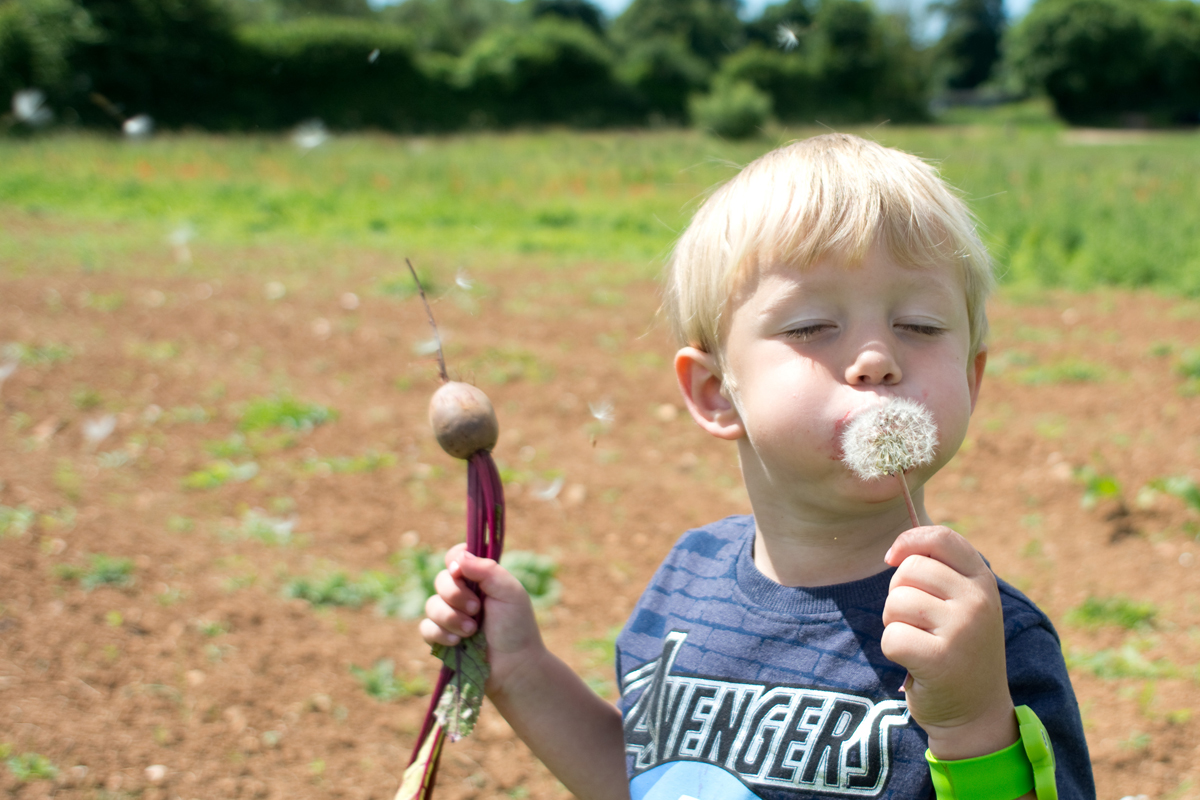 Oh and we dug up a beetroot too. Harrison became a little attached and carried this around for most of the next day. He was also excited to eat beatroot which he wouldnt have even tried if he haddnt picked it himself. 
