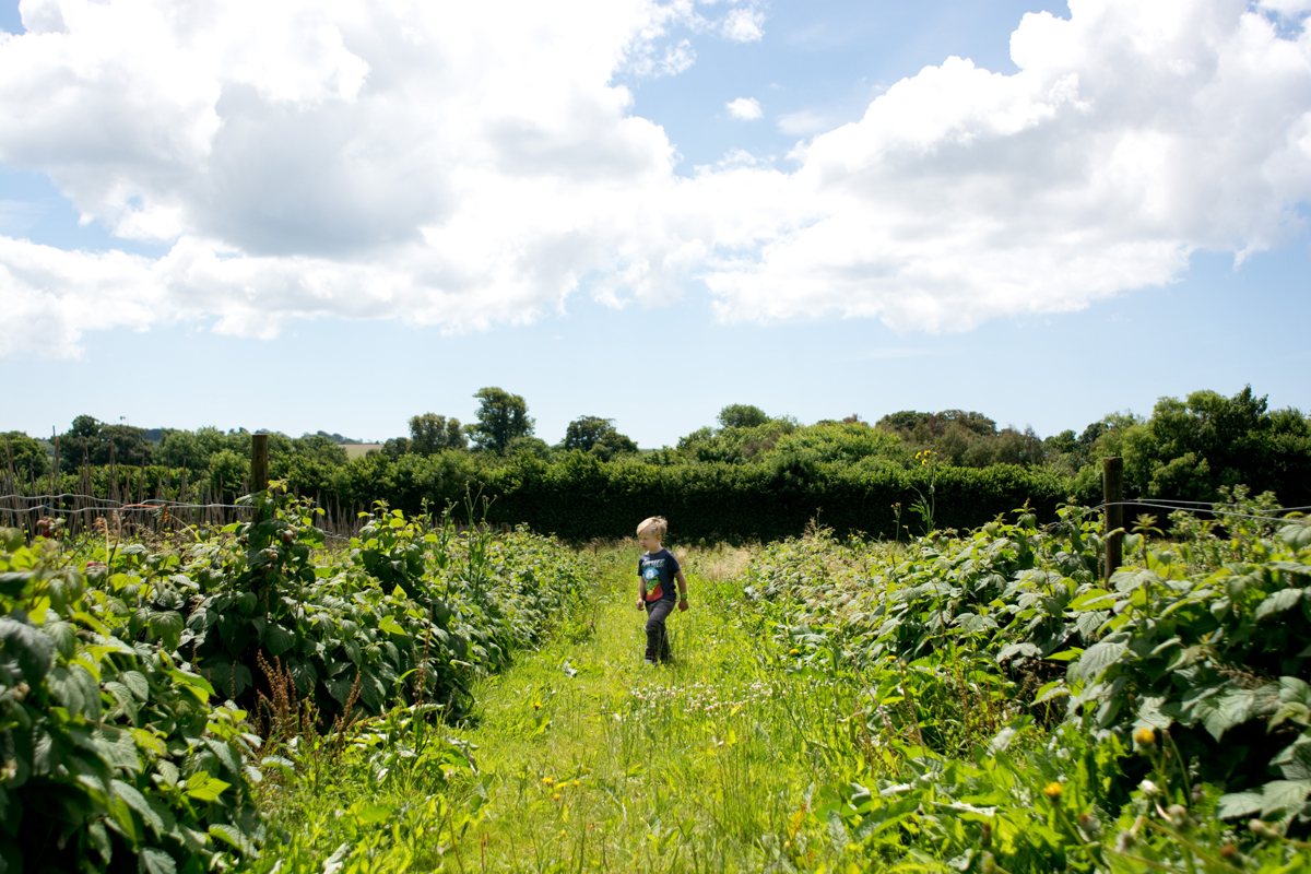 We found the rasberries.