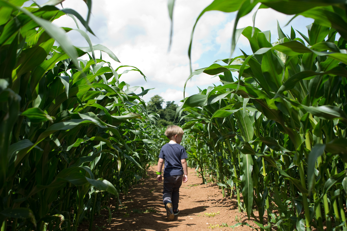 We had lots of fun in the Maize Maze. Harrison made sure we didn't get lost by using his trail leaving navigation skills.