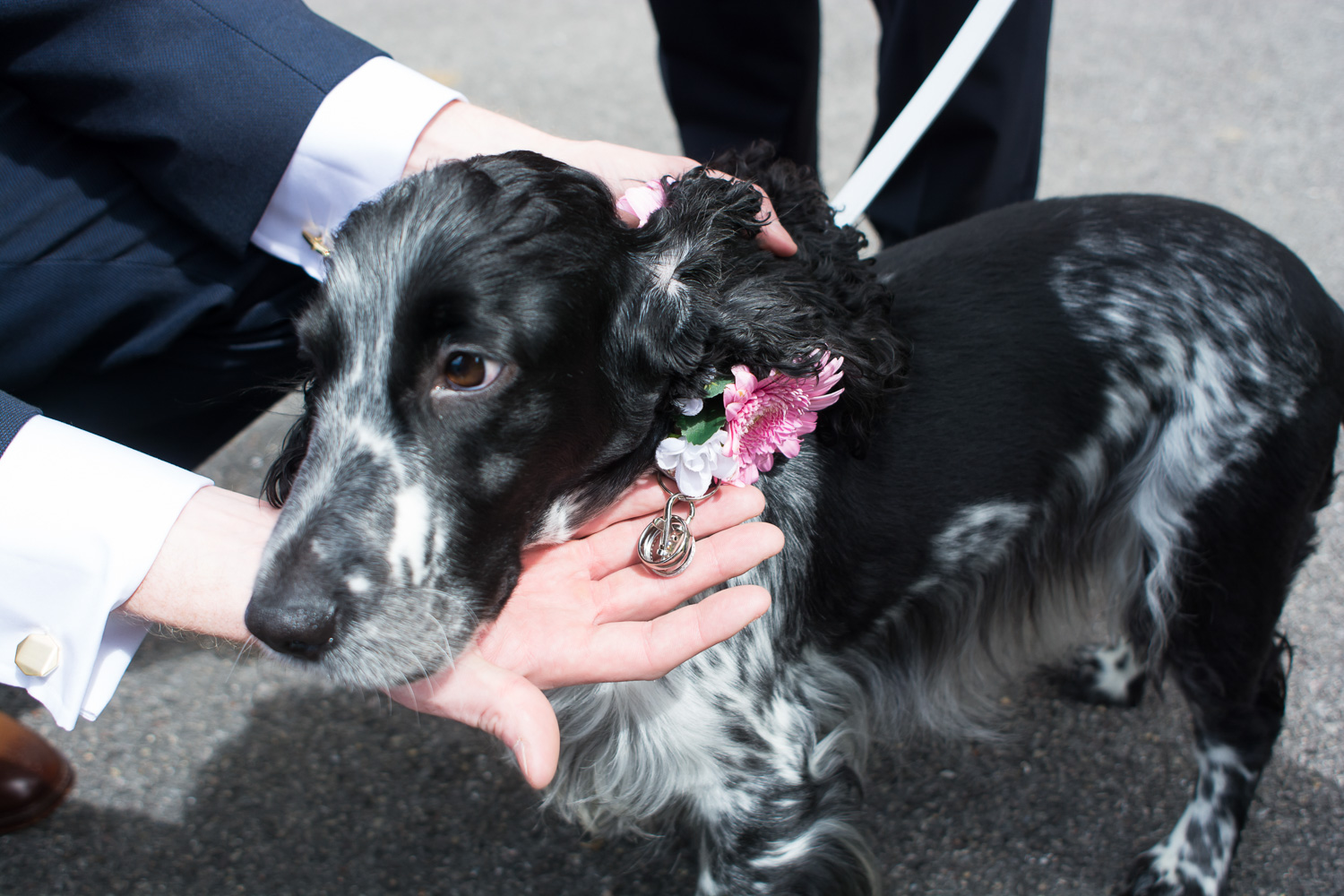 the bride and grooms dog is their ring bearer at st mary's church plympton plymouth  