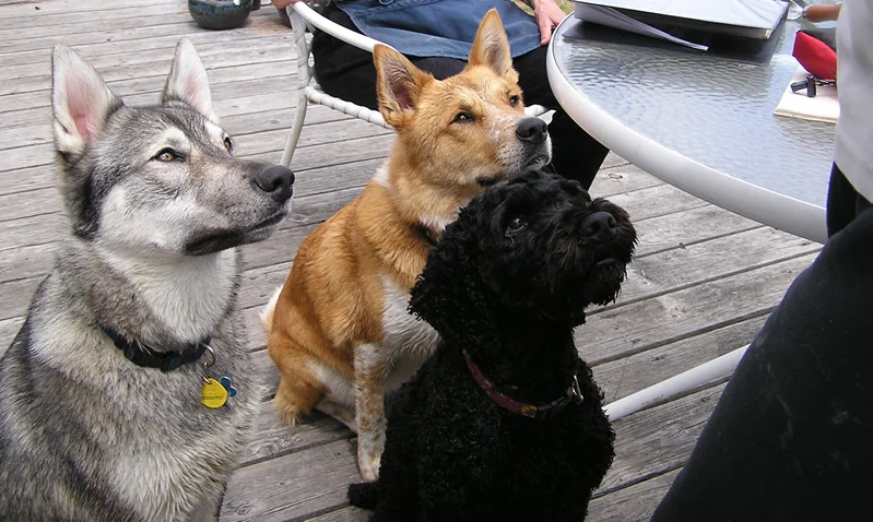 pals.jpg