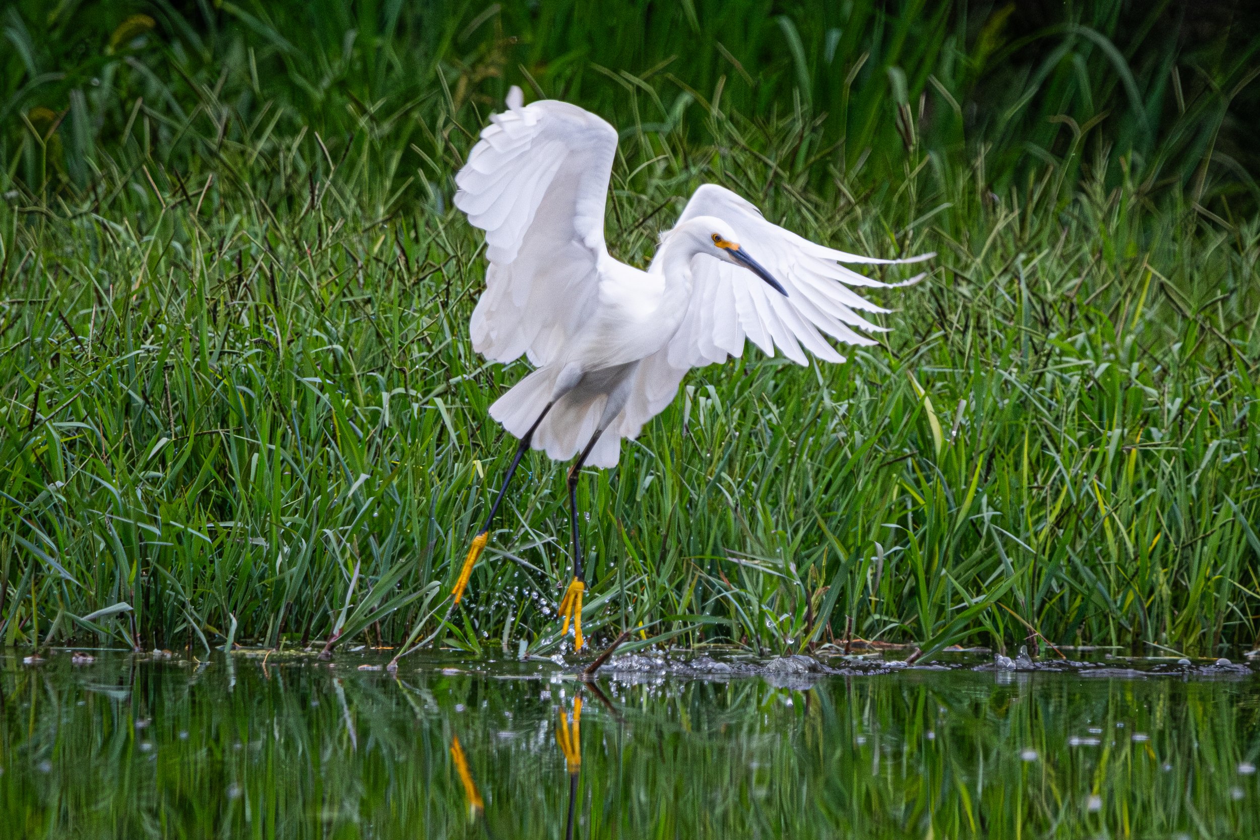DSCF9451.jpg