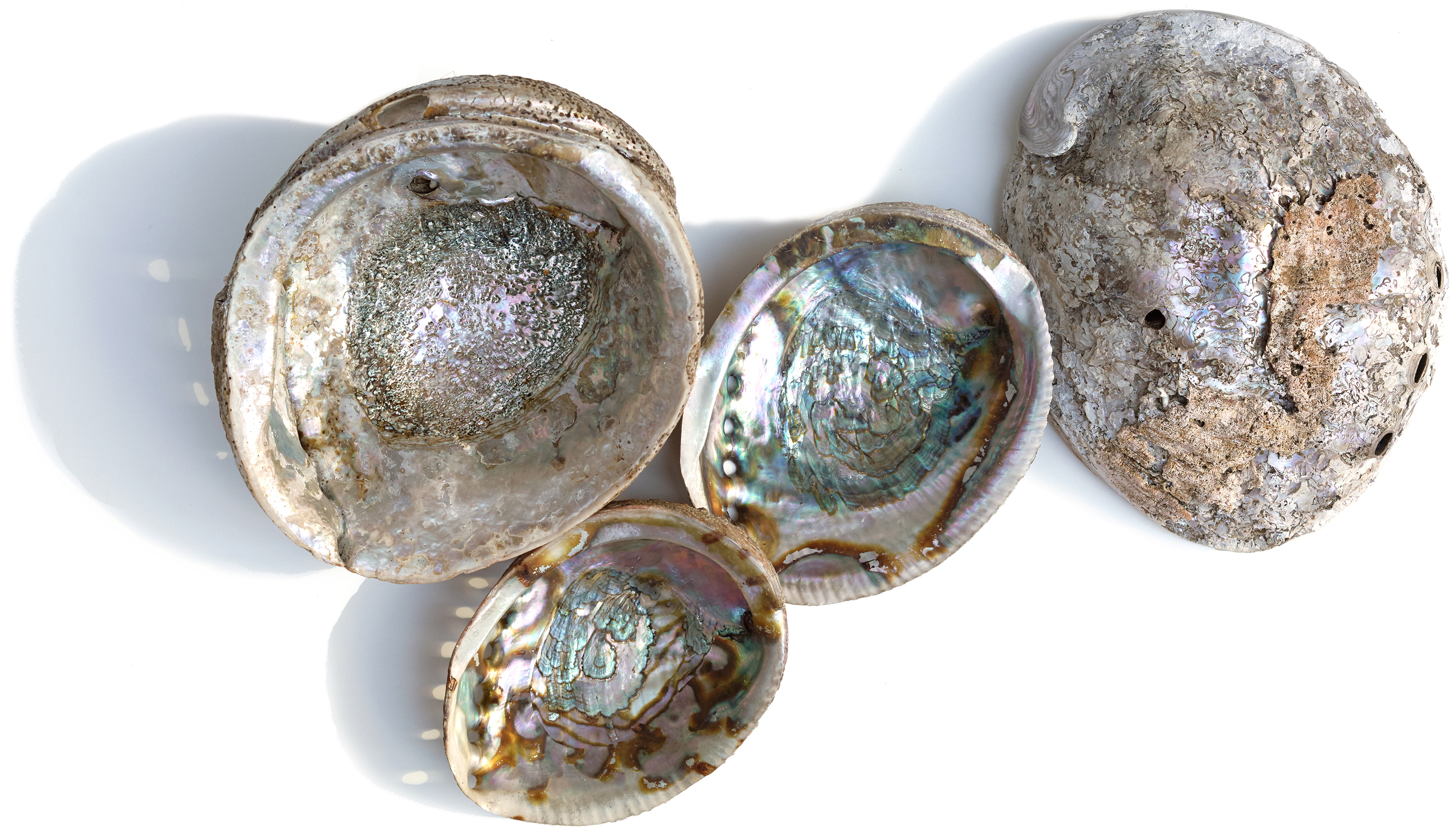 abalone, always on all our tables as ashtrays.