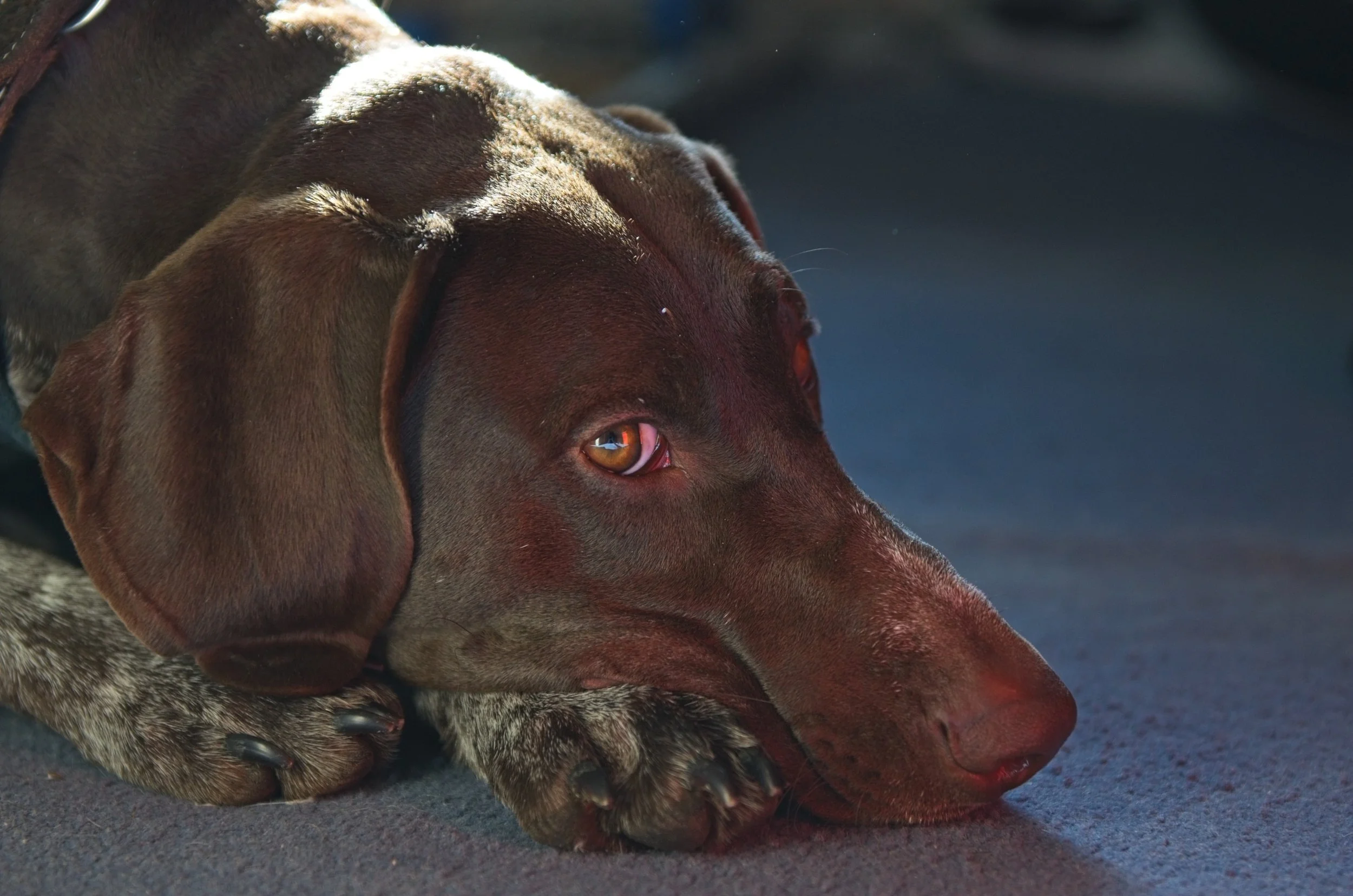 Passing of our dear four legged friend...