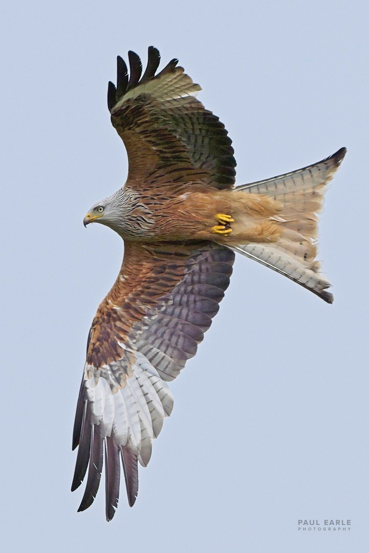 _PAE5158.jpg