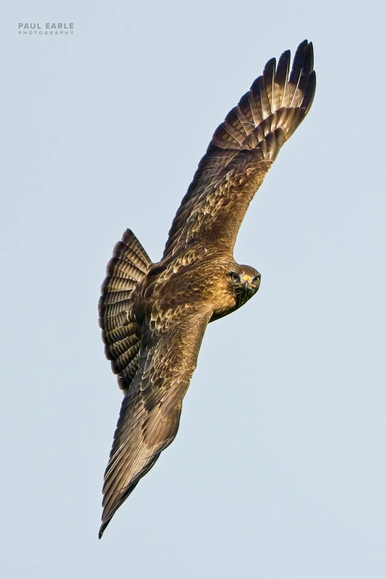 _PAE6372.jpg
