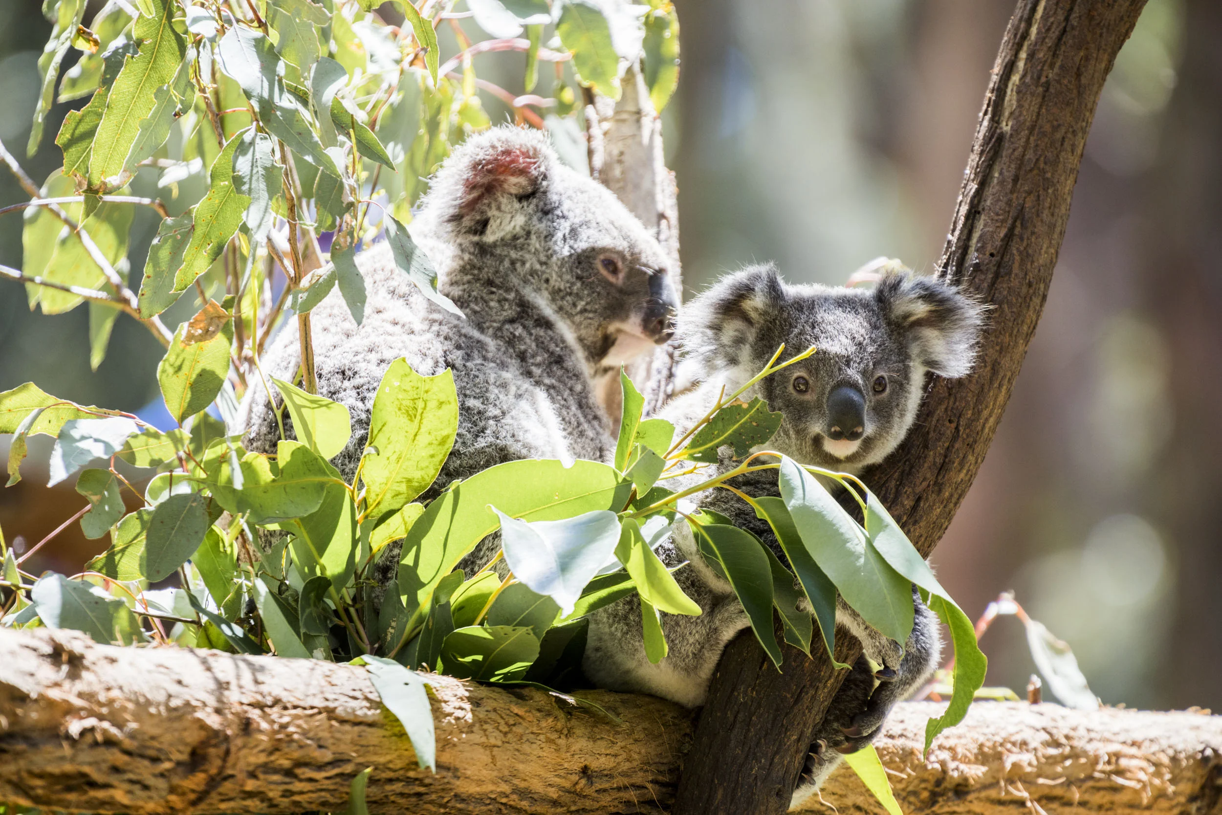 20161015_Currumbin_0259.jpg