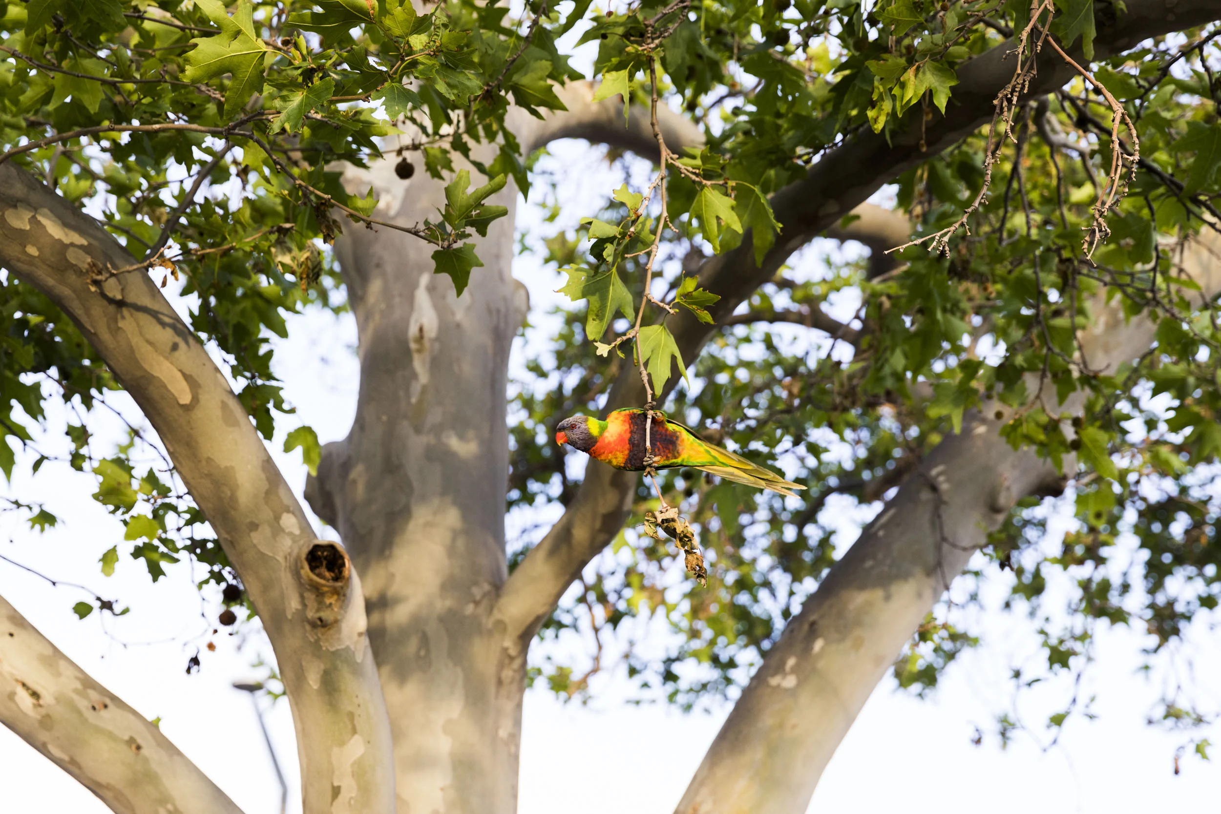 20161019_AdelaideScenics_6742.jpg