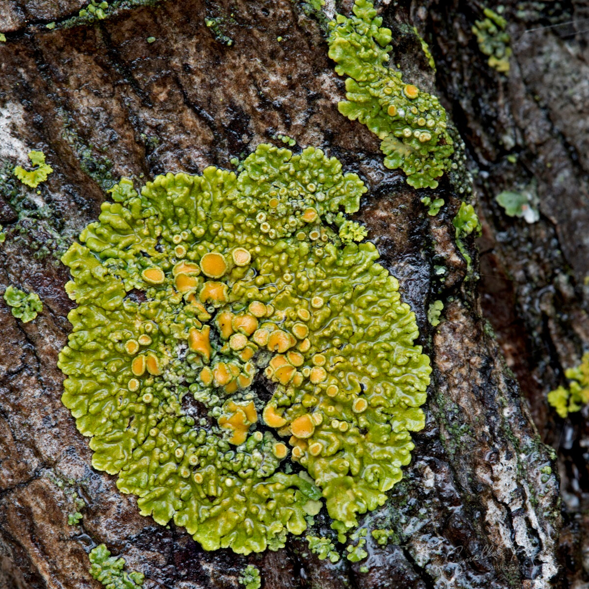yellow cup lichen rs.jpg
