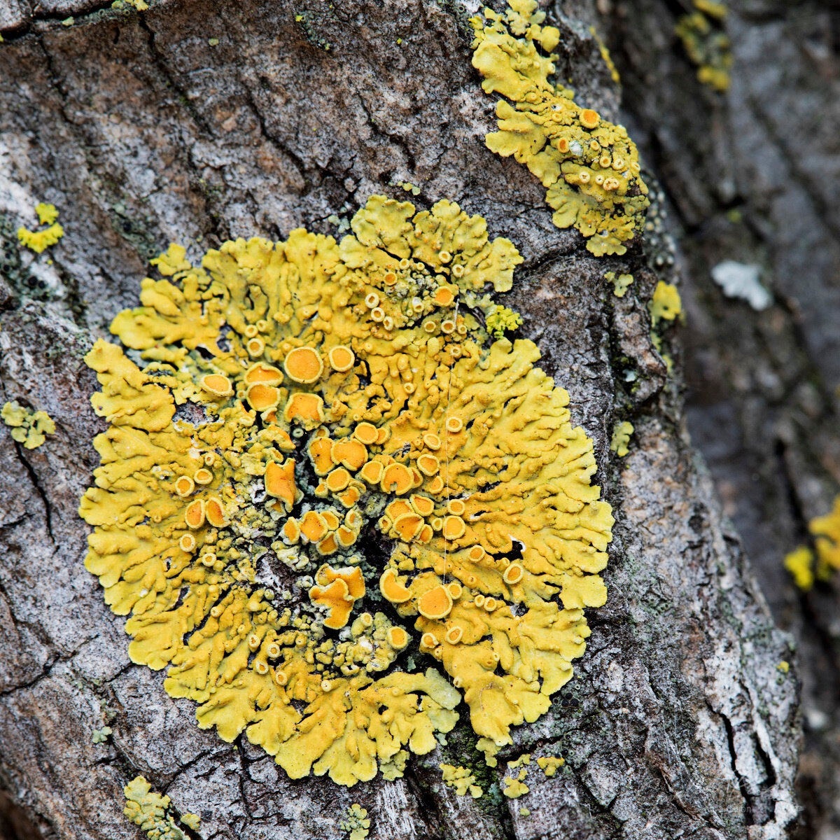 sunburst lichen 2rs.jpg
