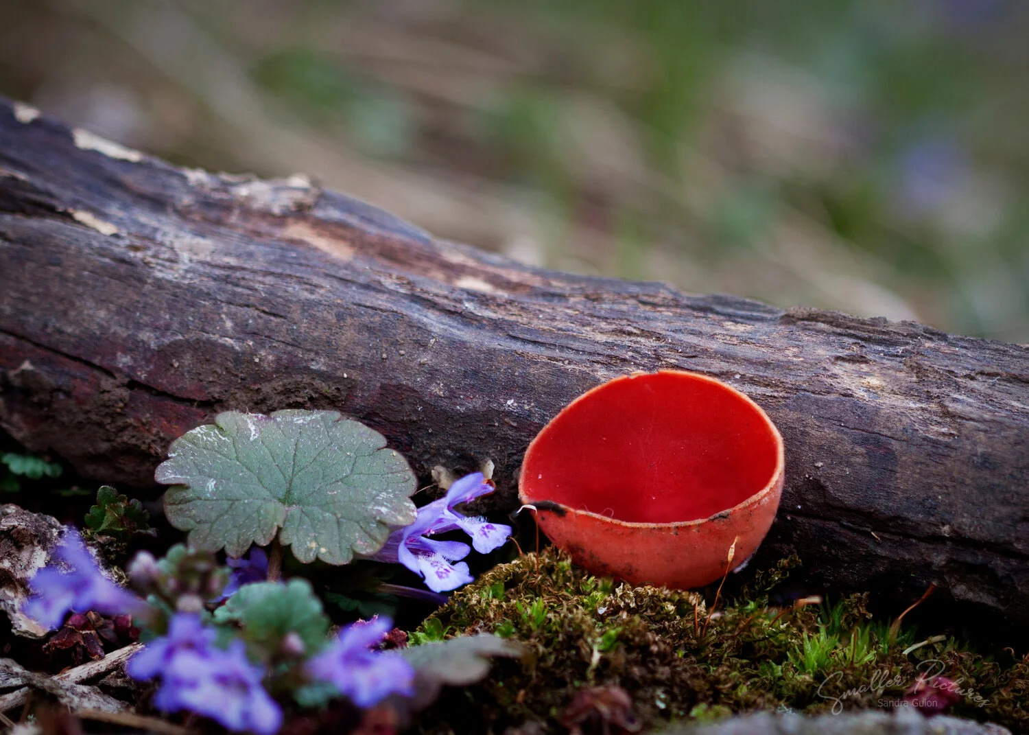 elf cup1.jpg