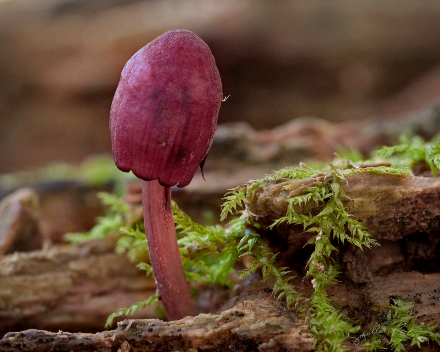 Bleeding fairy helmet.jpg