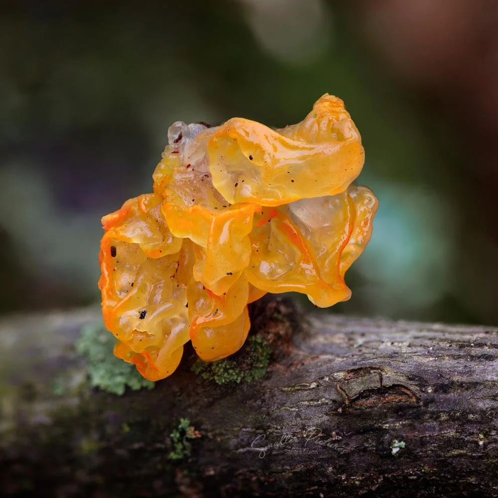 orange jelly.jpg