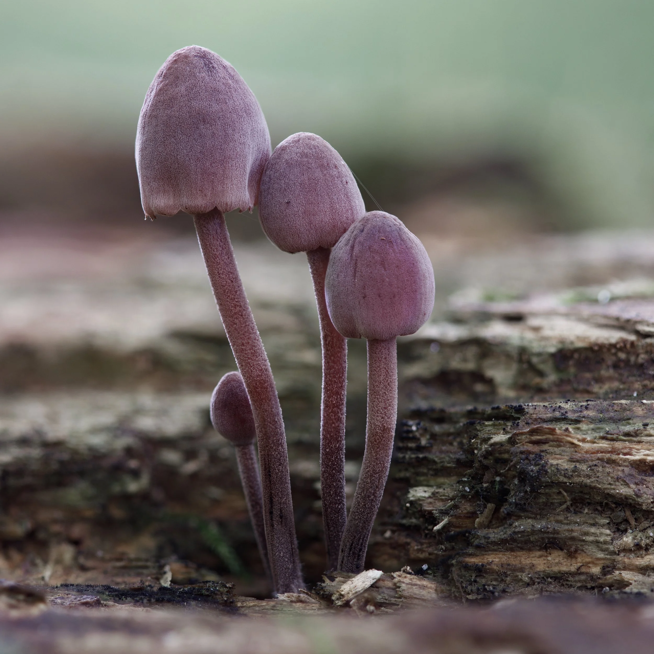 mycena haematopus - bleeding fairy helmet.jpg