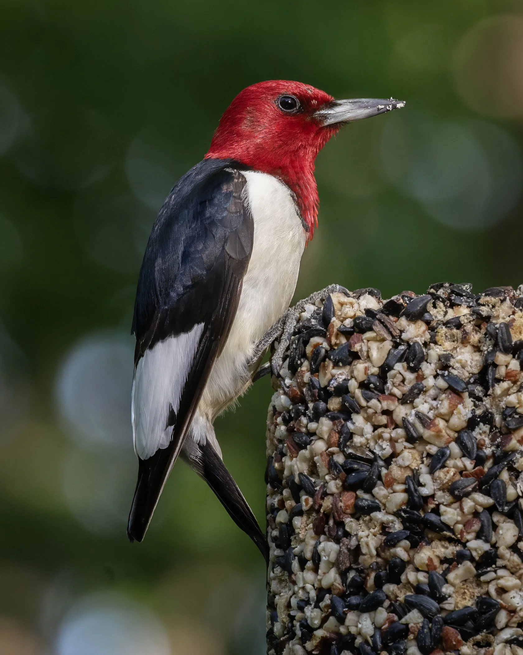 Red-headed woodpecker