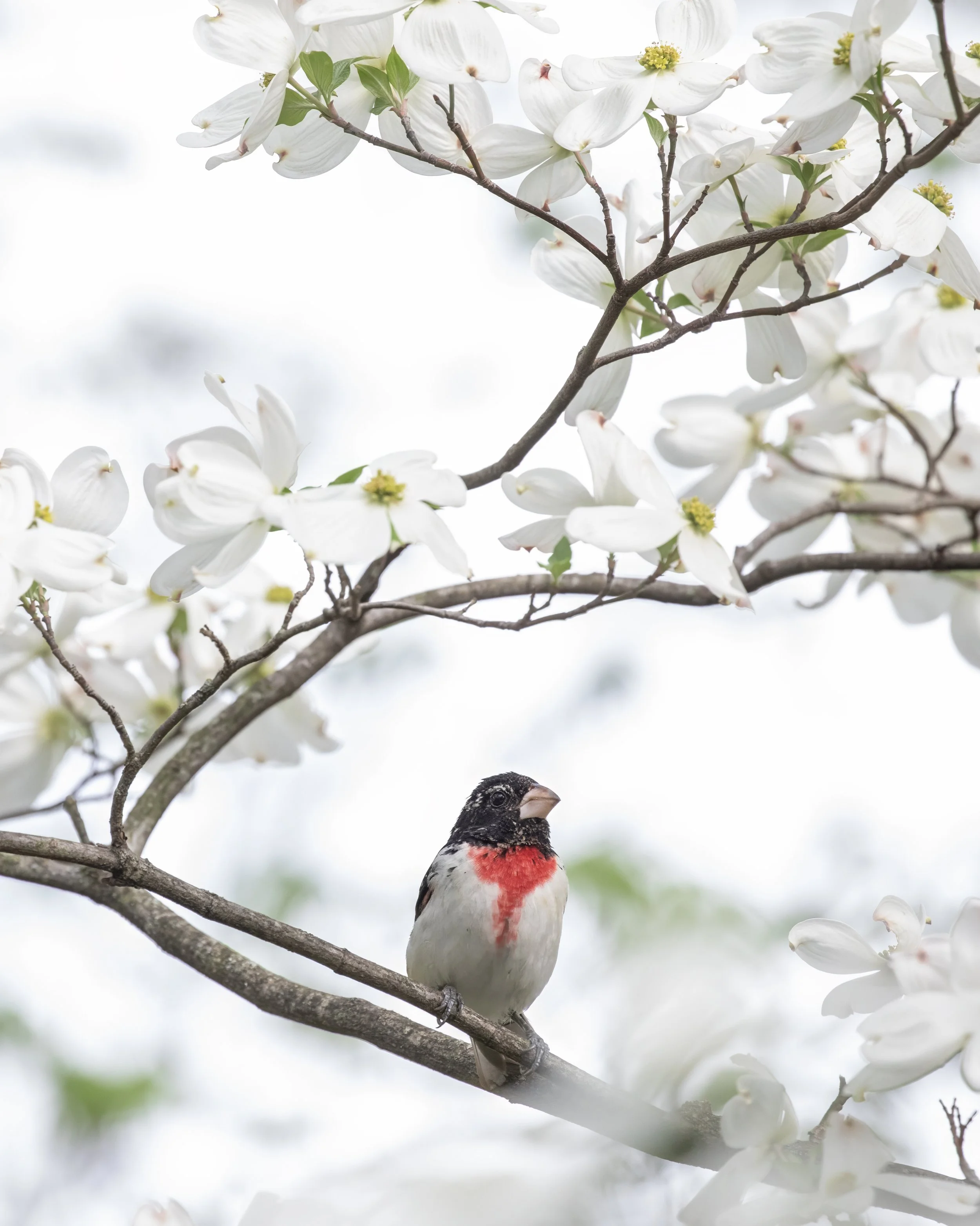 Male rose-breasted grosbeak