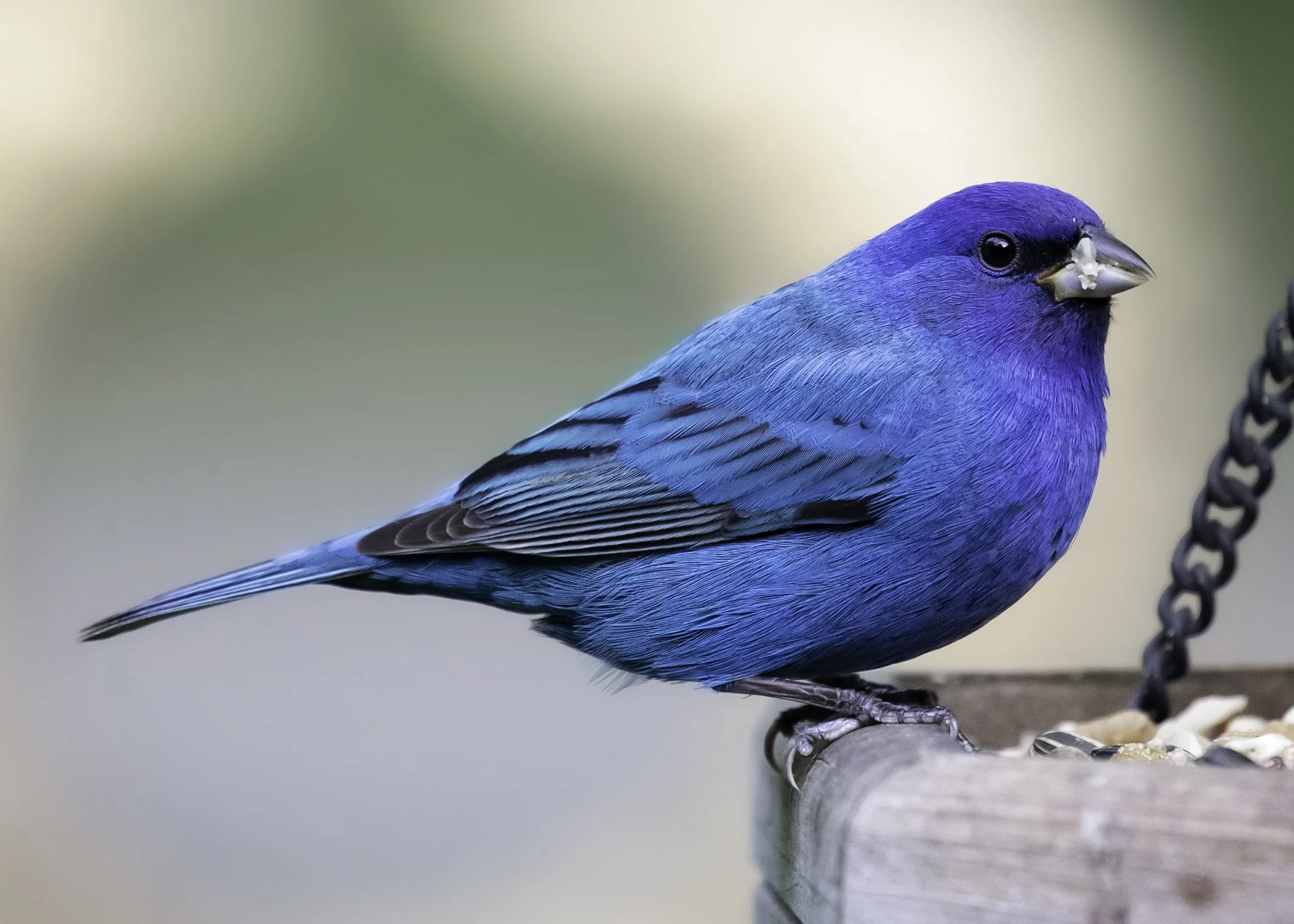 Indigo bunting