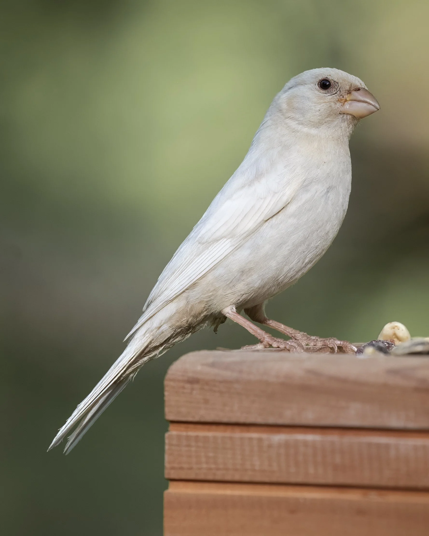 Leucistic finch