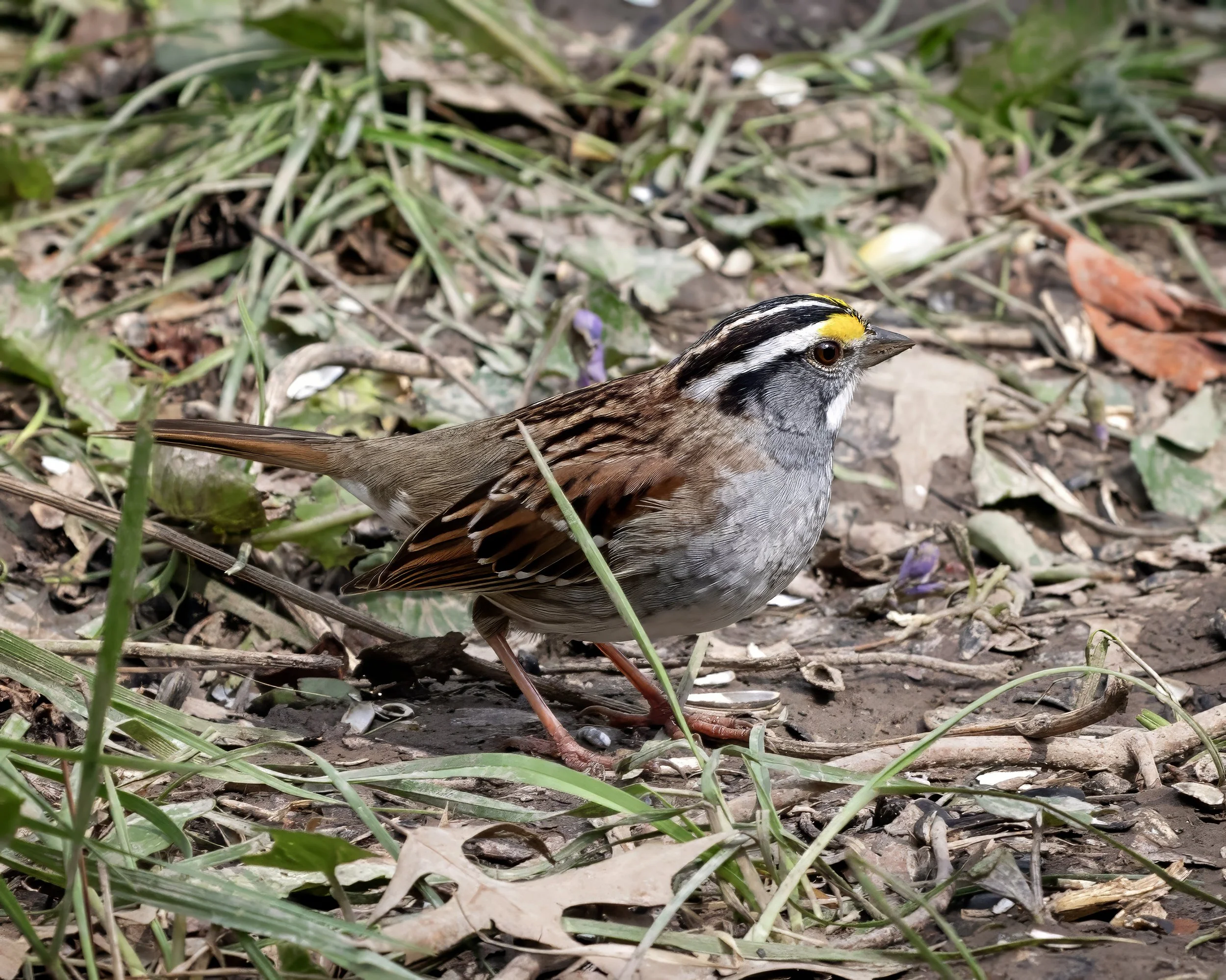 White-throated sparrow