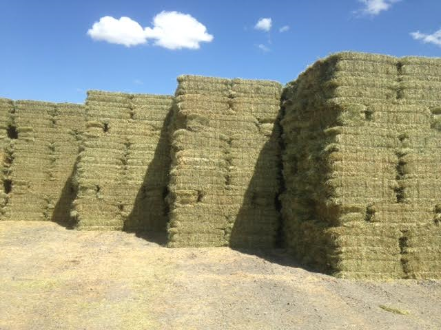 Kentucky Bluegrass