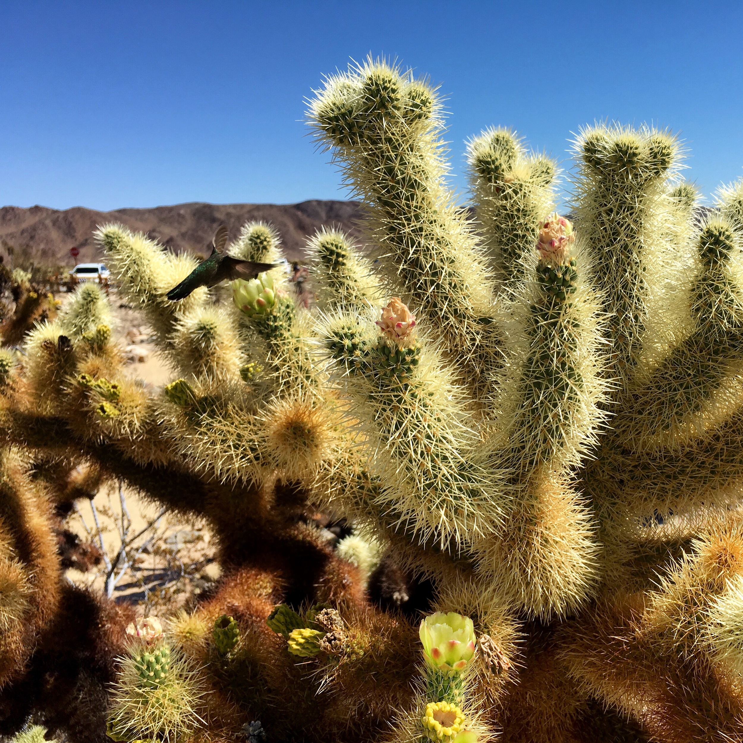 If you look closely you will see a hummingbird feeding on the cactus. 