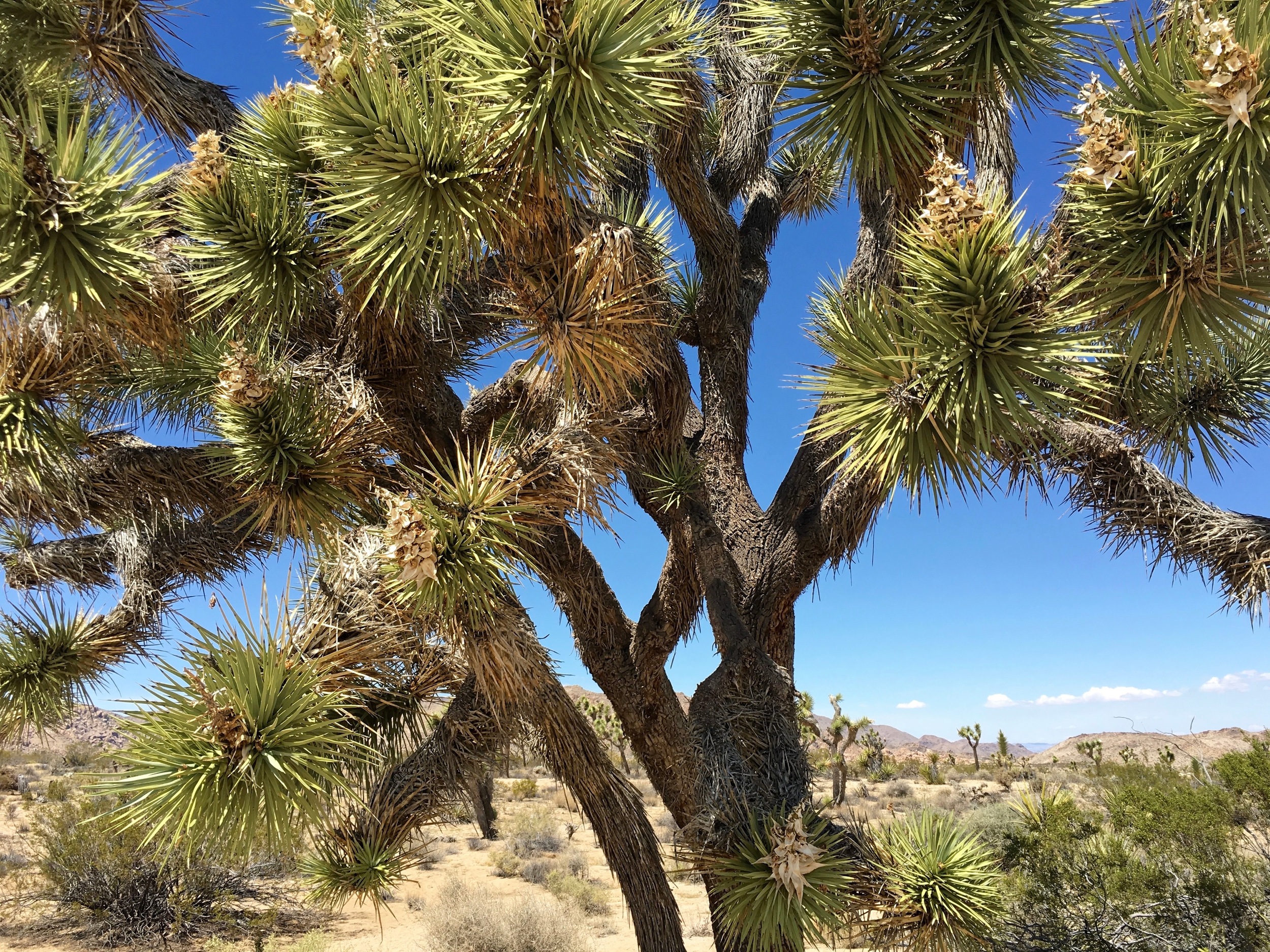 I had to post a picture of a Joshua Tree. 