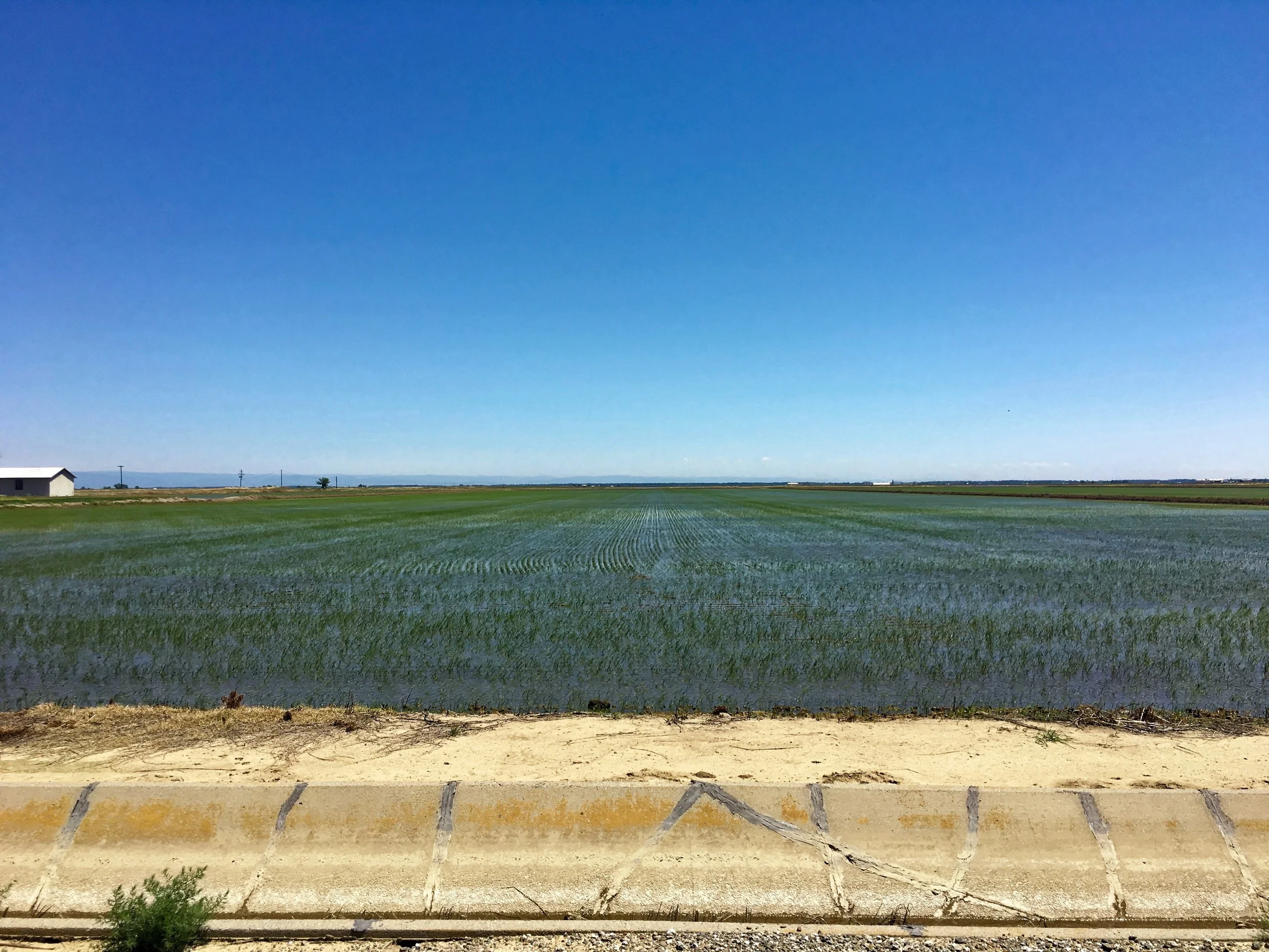 One of many rice farms east of Chico in the Sacramento Valley. A great deal of water is diverted to the delta...